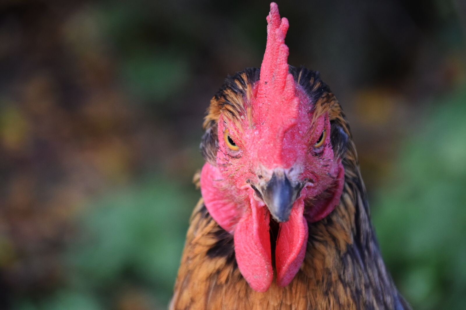 Nikon D3300 sample photo. Hahn, poultry, gockel photography