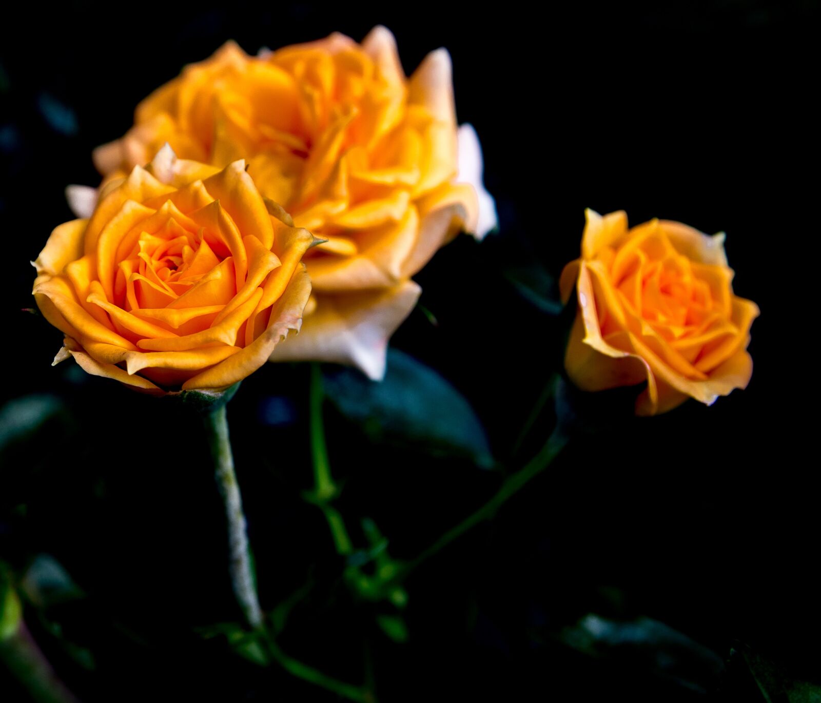 Canon EOS 80D sample photo. Rose, plant, flower photography