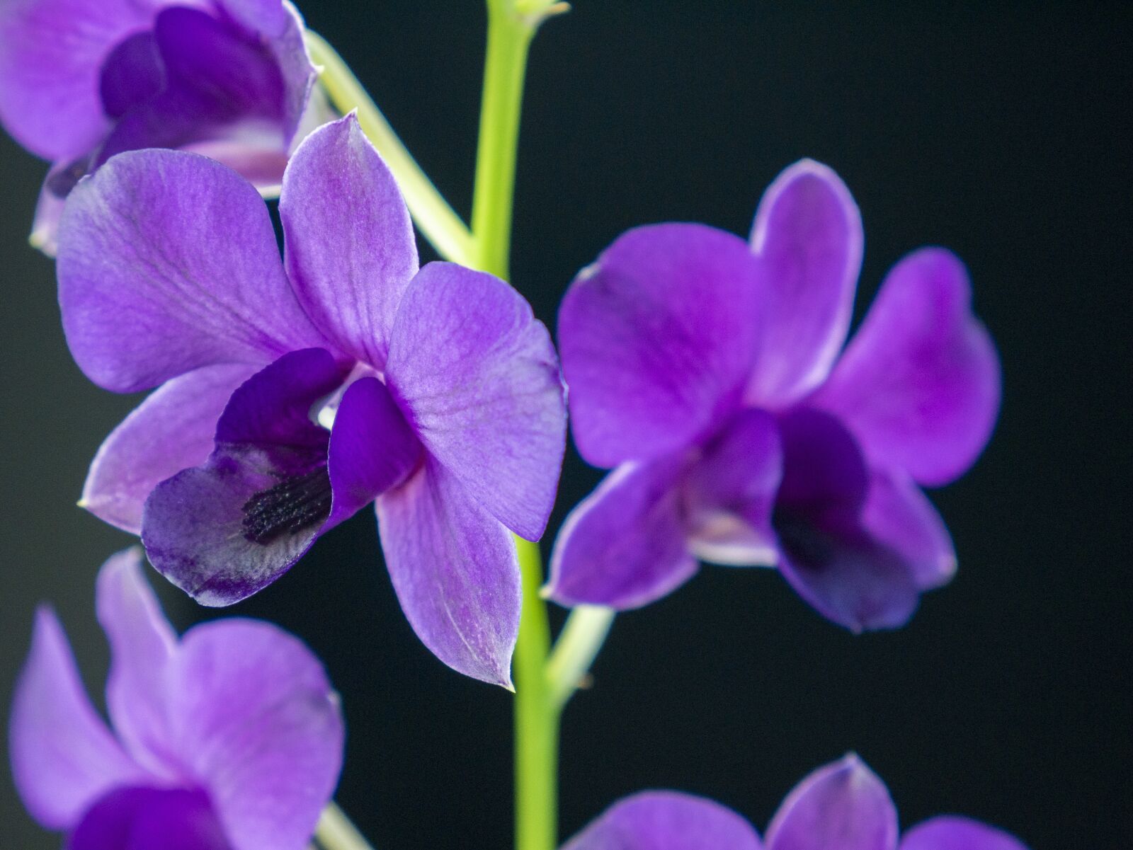 LUMIX G VARIO 14-42/F3.5-5.6 II sample photo. Orchid, flower, dendrobium orchids photography