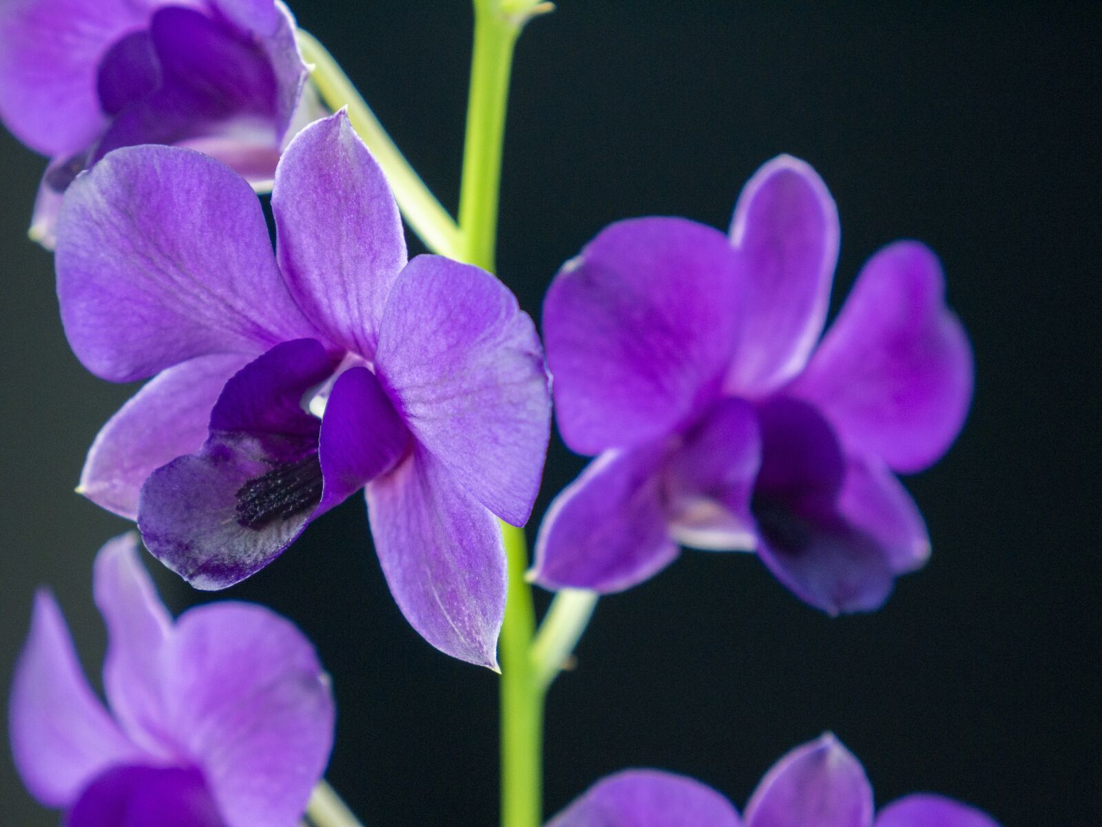 Panasonic Lumix DMC-G7 + LUMIX G VARIO 14-42/F3.5-5.6 II sample photo. Orchid, flower, dendrobium orchids photography