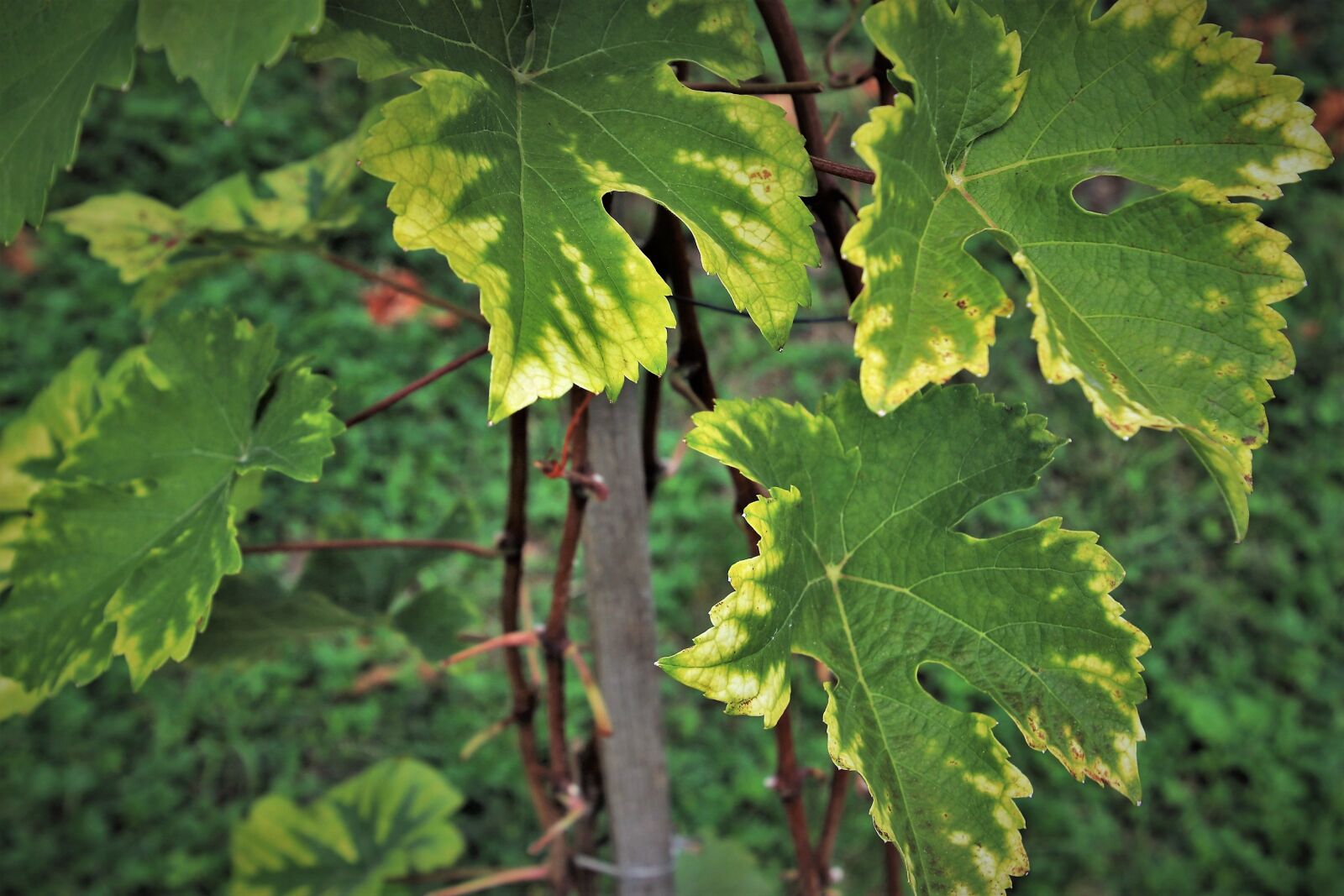 Canon EOS 80D sample photo. Grapes, foliage, vineyard photography