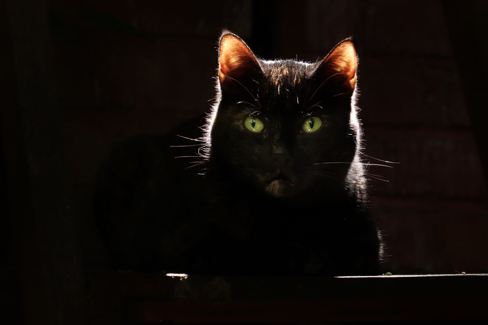 Canon EF 100mm F2.8L Macro IS USM sample photo. Cat, black, cat's eyes photography