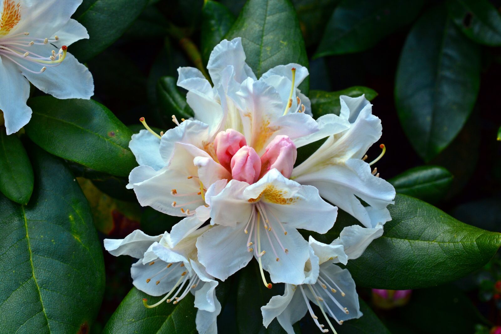 Nikon D5200 sample photo. Flower, rhododendrons, blossom photography