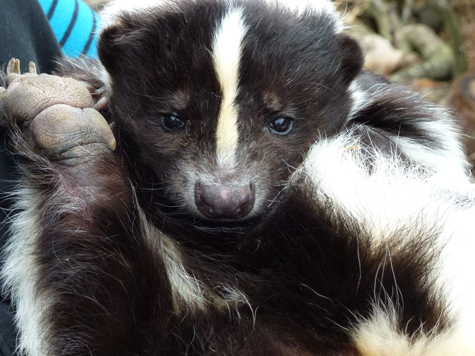 Panasonic Lumix DMC-ZS10 (Lumix DMC-TZ20 / Lumix DMC-TZ22) sample photo. Longleat, skunk, rescued photography