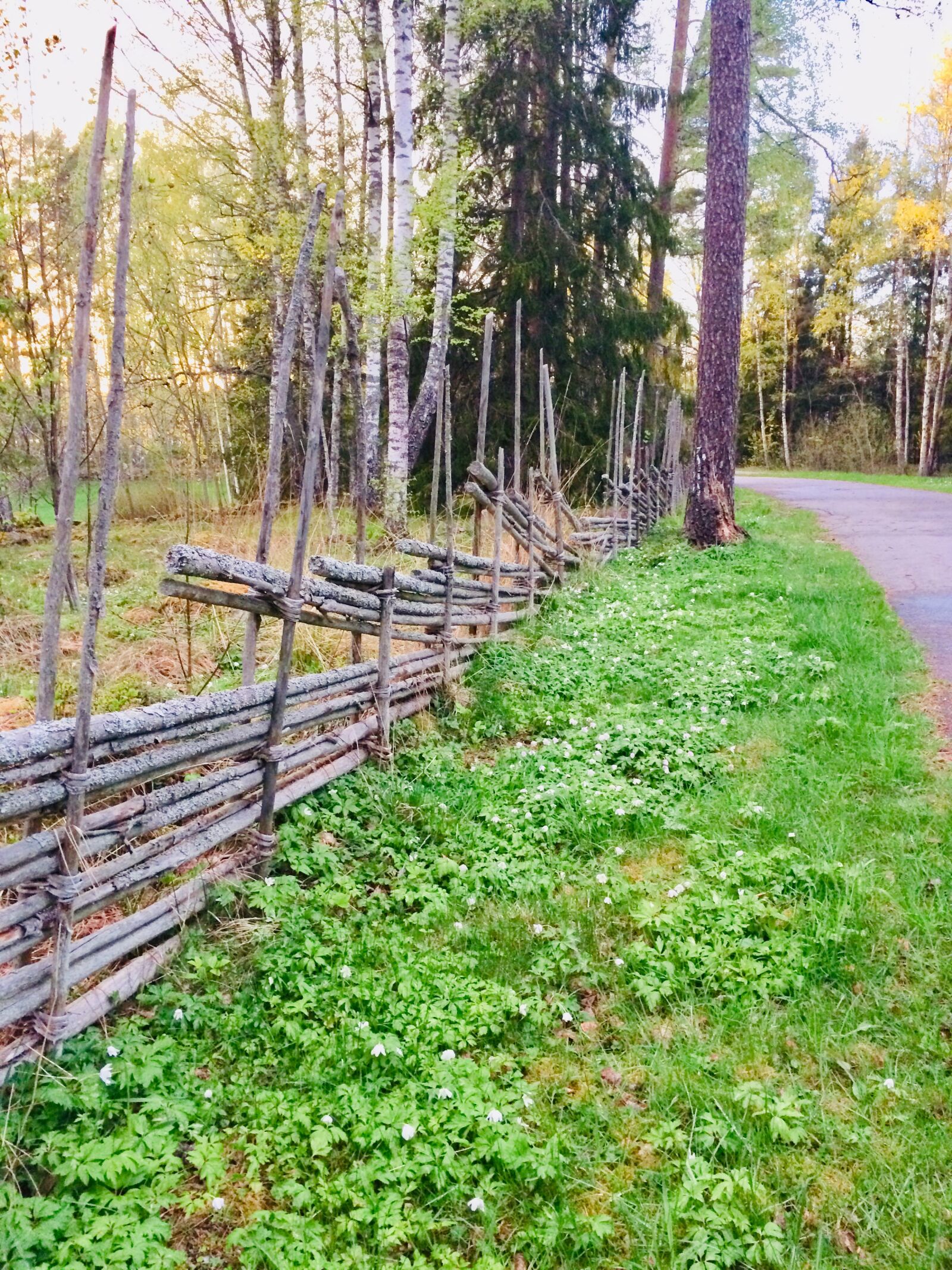 iPhone 5s back camera 4.15mm f/2.2 sample photo. Nature, the garden farm photography