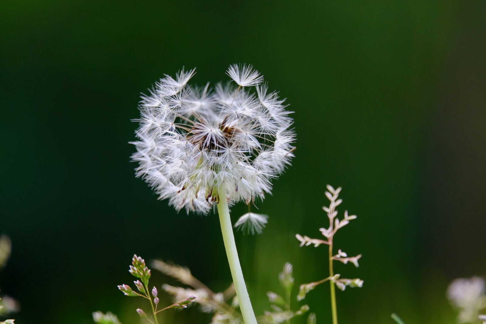 Fujifilm XF 55-200mm F3.5-4.8 R LM OIS sample photo. Dandelion, spore, grass photography