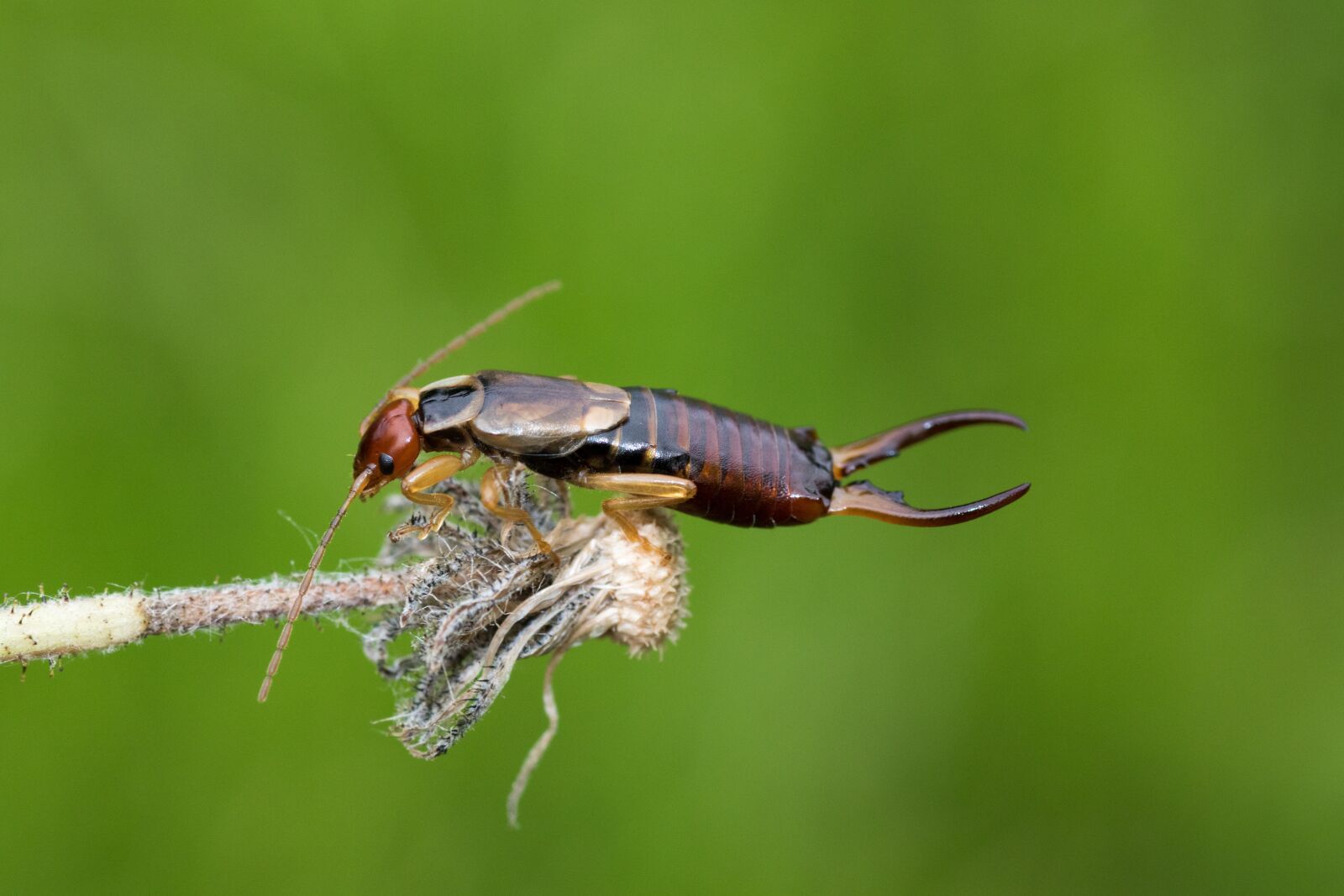 Canon EOS 7D Mark II sample photo. Earwig, earwigs, dermaptera photography
