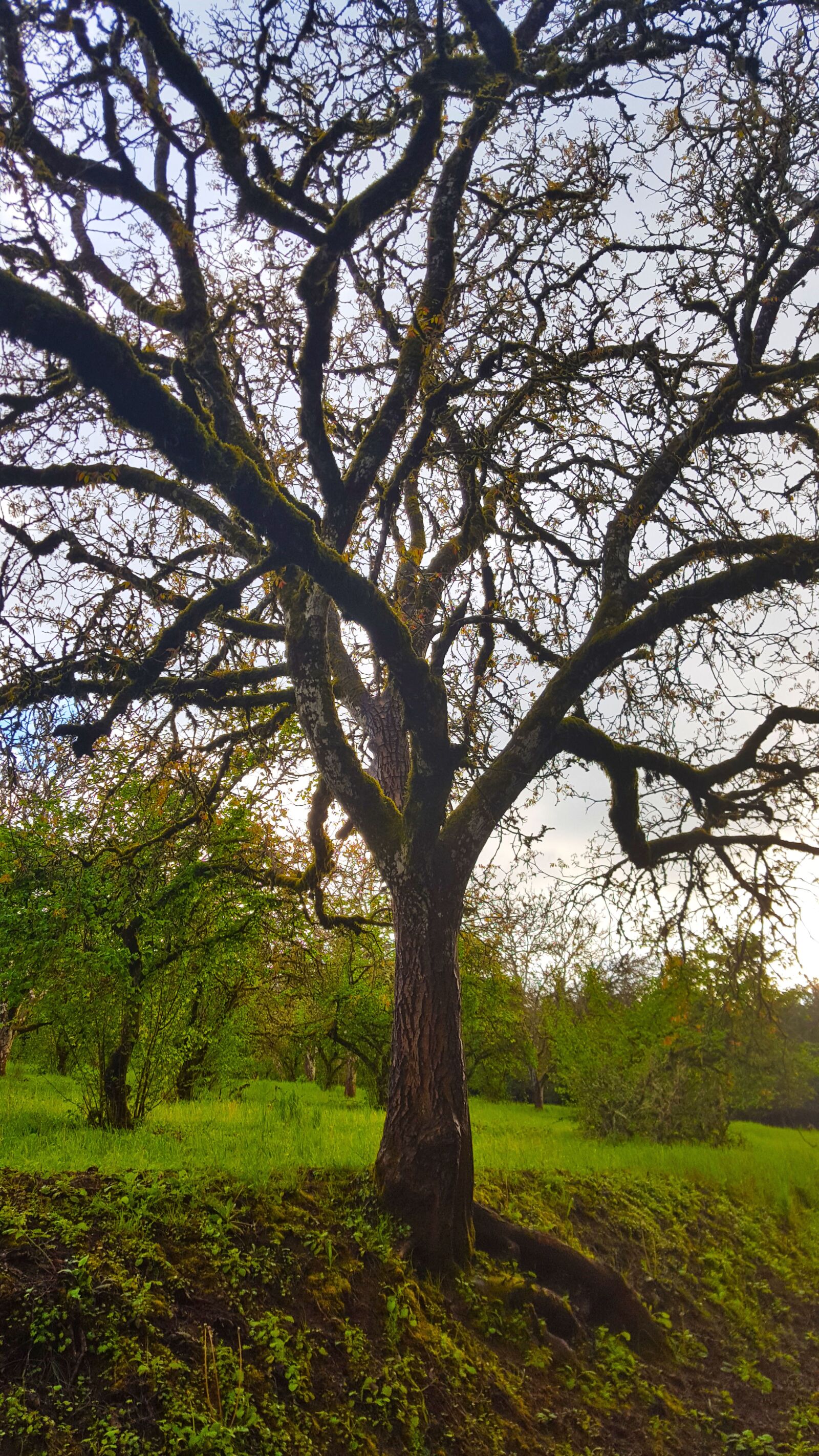 Samsung Galaxy S6 sample photo. Tree, sky, grass photography