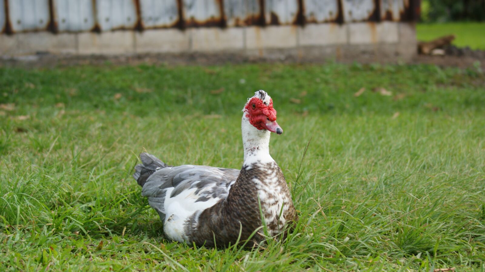 Sony Alpha DSLR-A350 sample photo. Duck, sitting, bird photography