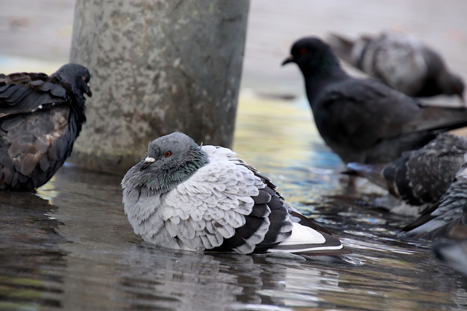 Canon EOS 800D (EOS Rebel T7i / EOS Kiss X9i) sample photo. Pigeons, birds, bathing photography
