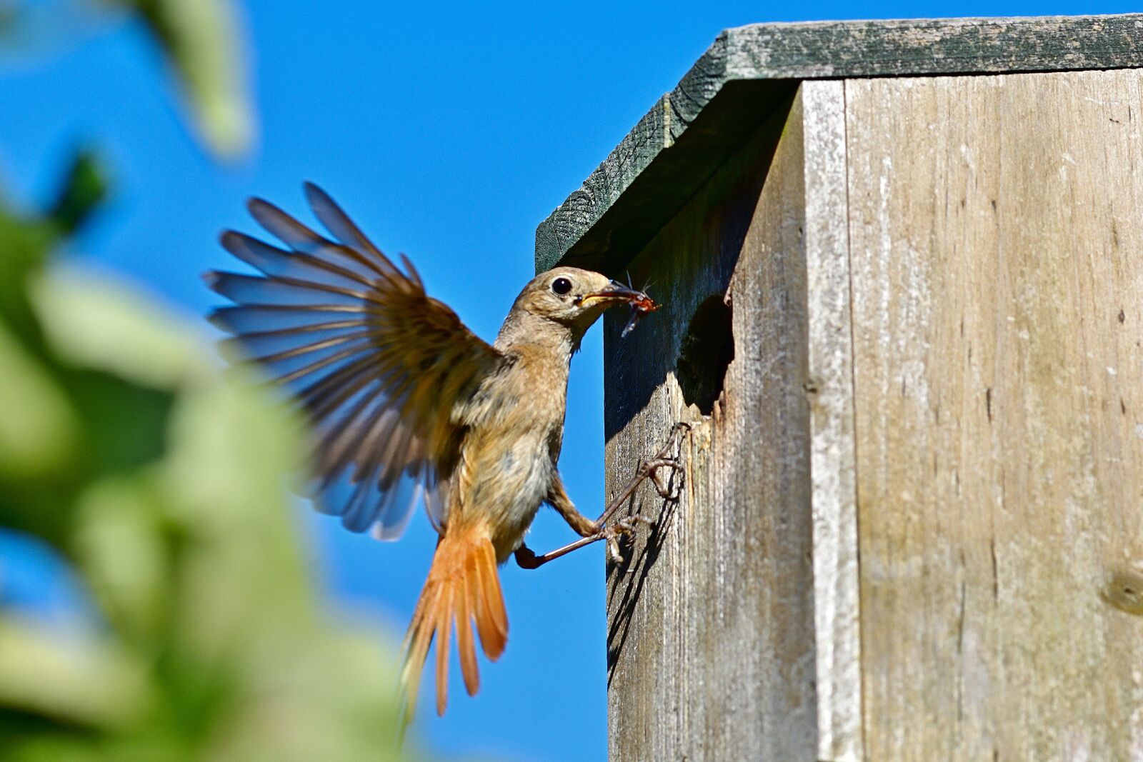 Nikon D5200 sample photo. Common redstart, female, bird photography