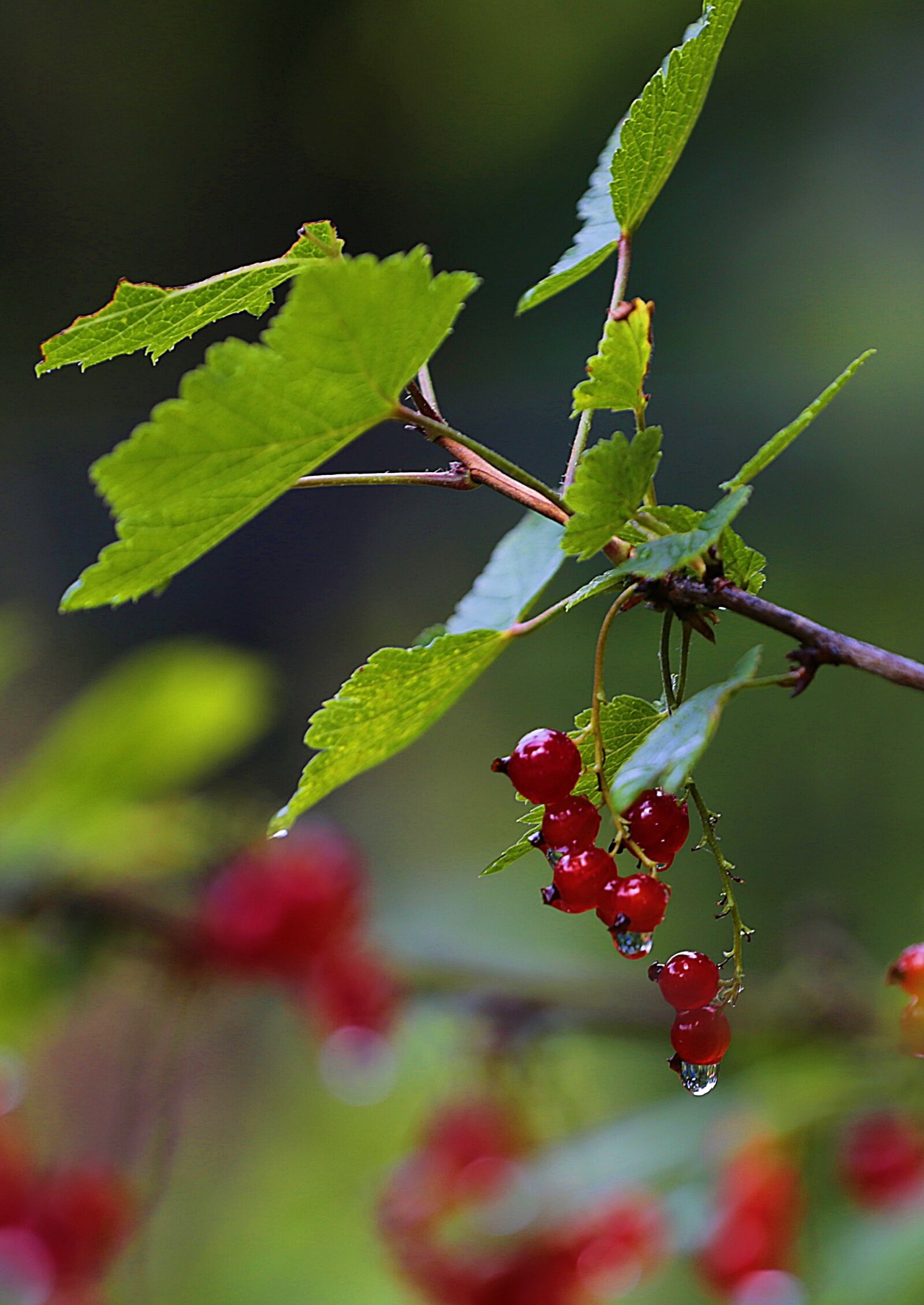 Canon EOS 6D sample photo. Currant, red currant, berry photography