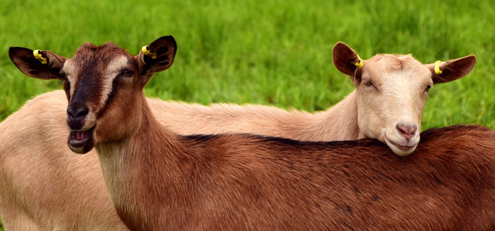 Nikon D3300 sample photo. Goats, young, pasture photography