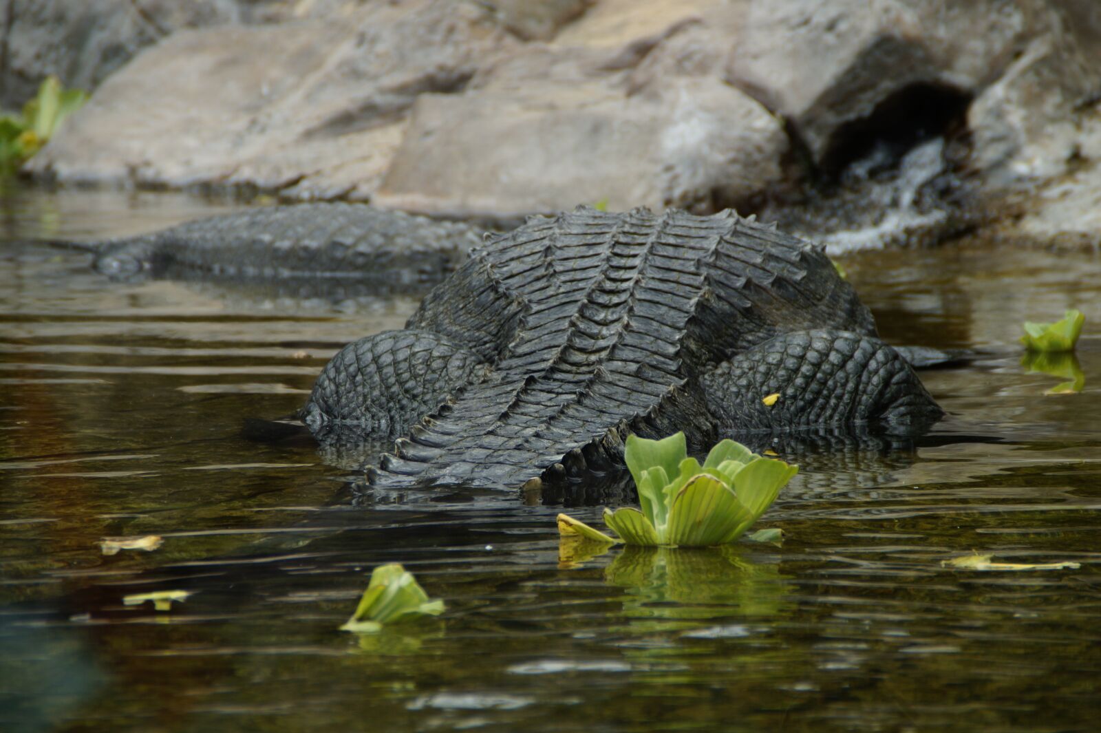 Sony SLT-A58 sample photo. Crocodile, move, dangerous photography
