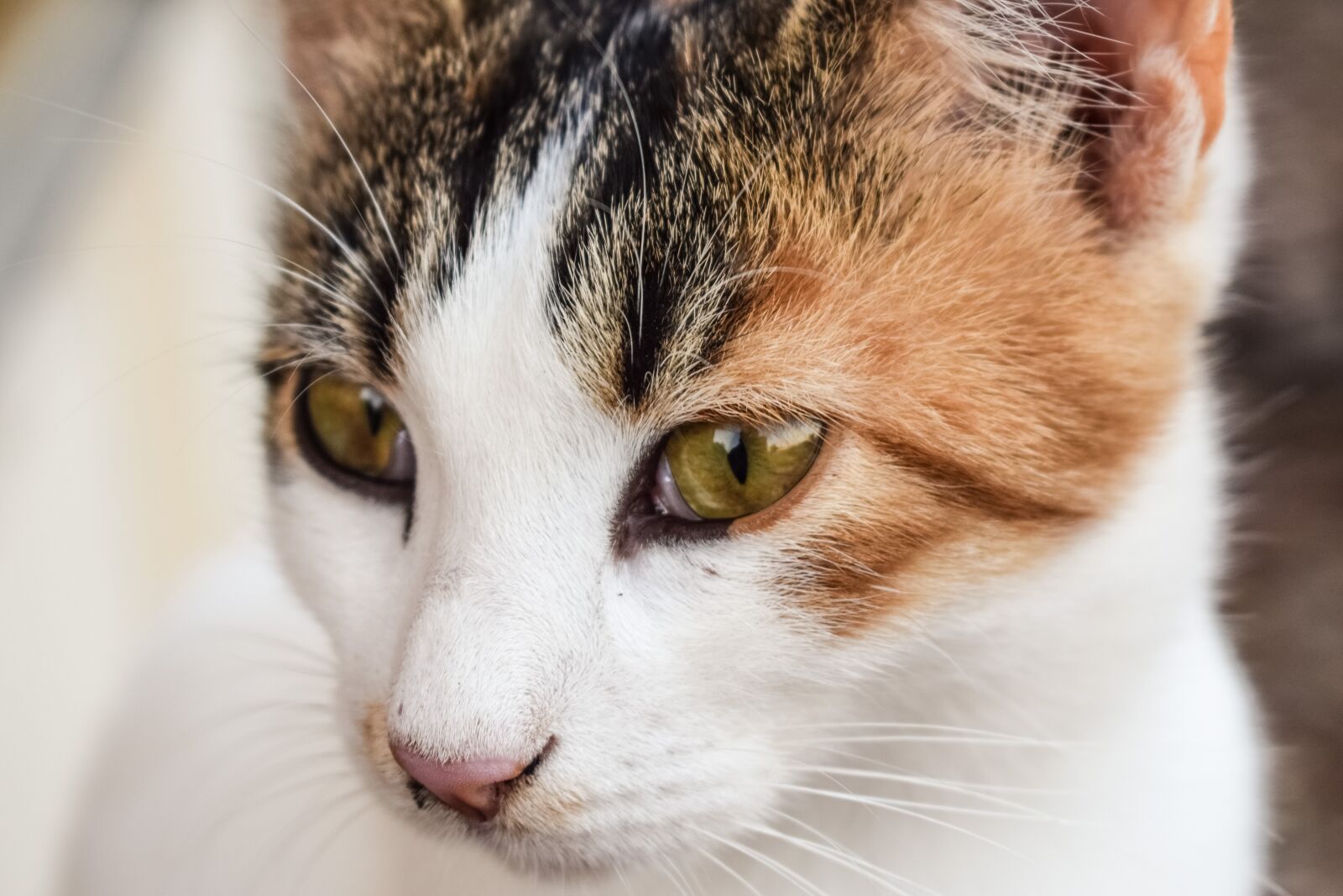Nikon D3300 sample photo. Cat, stray, young photography