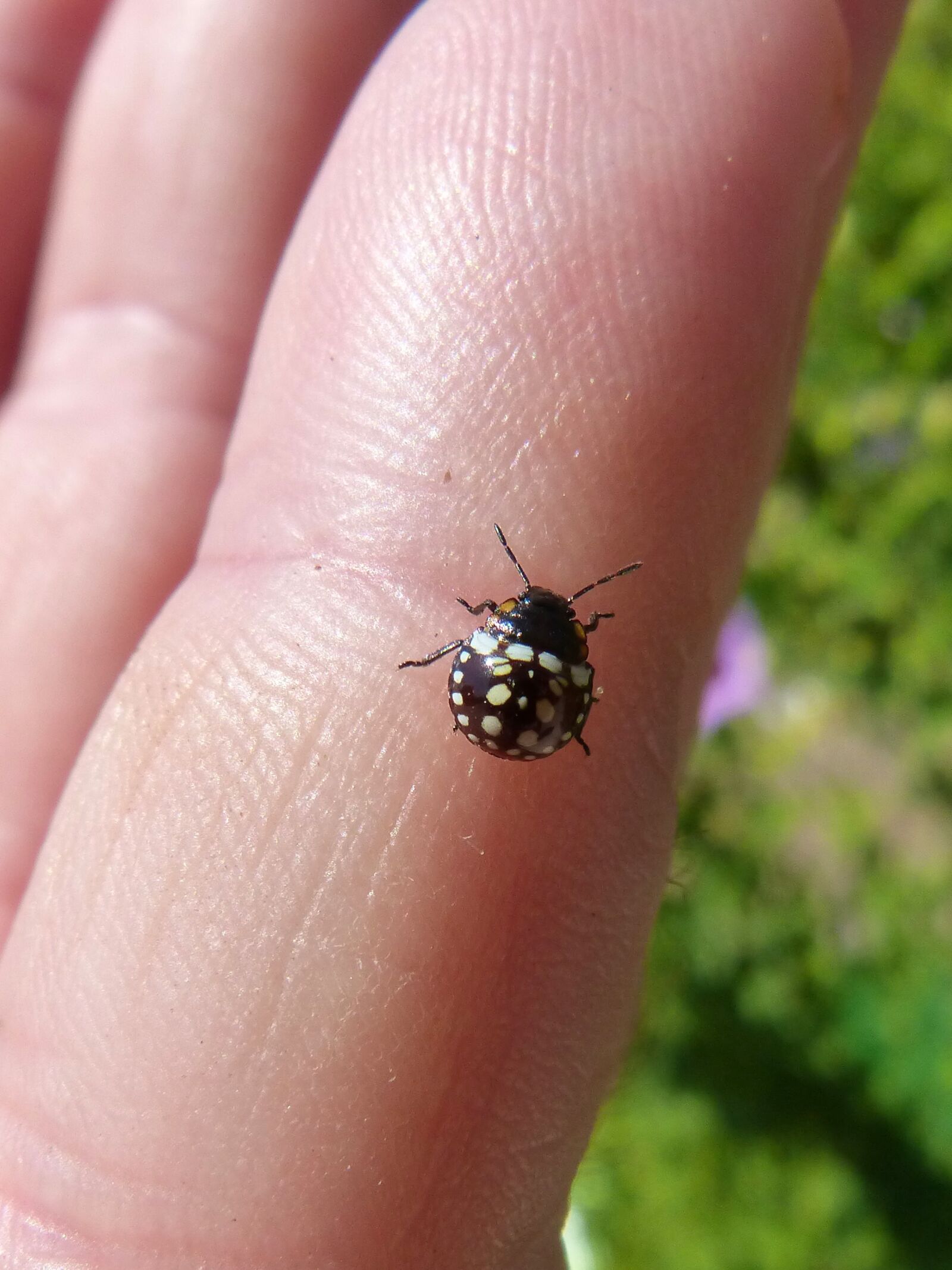 Panasonic DMC-FZ62 sample photo. Harlequin ladybird, coccinellidae, coleoptera photography