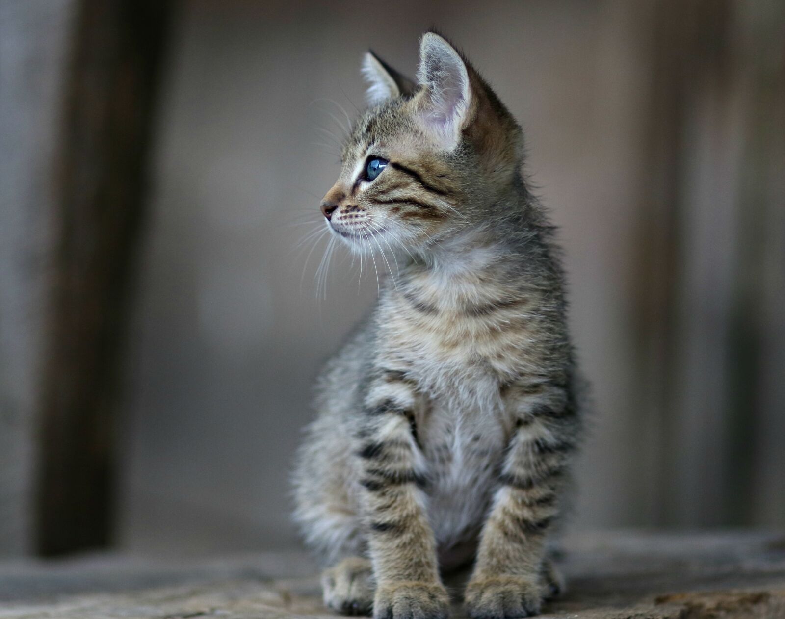 Canon EF 85mm F1.8 USM sample photo. Cat, gray, small photography