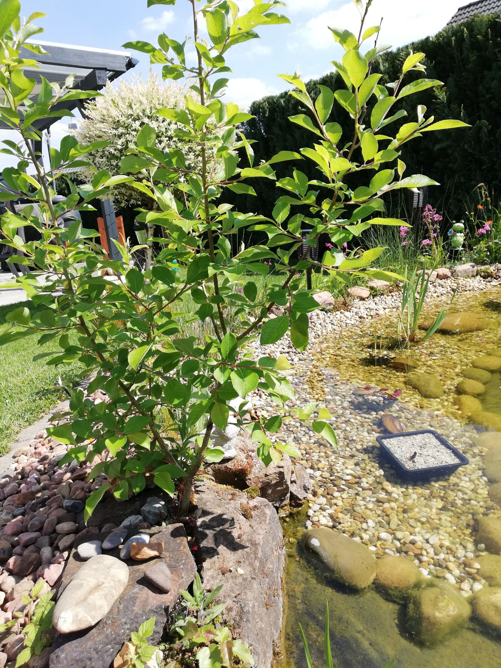 HUAWEI P20 lite sample photo. Pond, water, fish photography