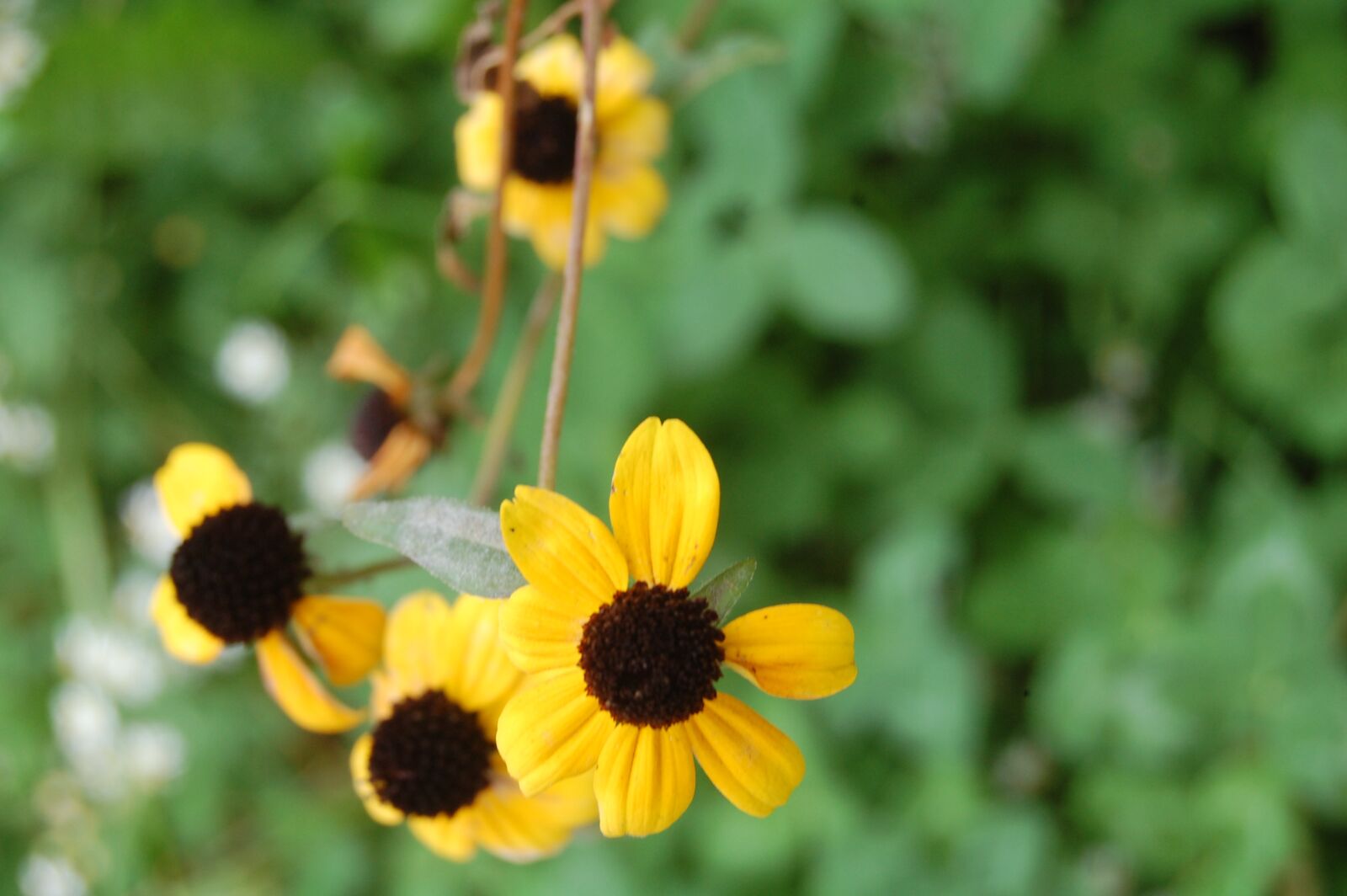 Nikon D40 sample photo. Yellow, flower, spring photography