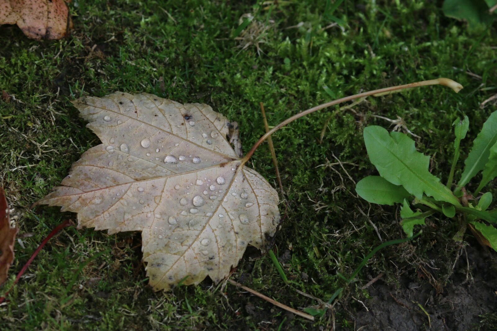 Canon EOS 70D sample photo. Leaf, maple leaves, dead photography