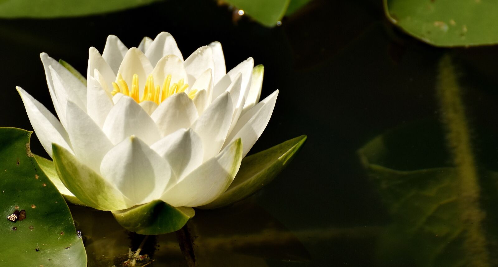 Nikon D7200 sample photo. Water lily, plant, aquatic photography