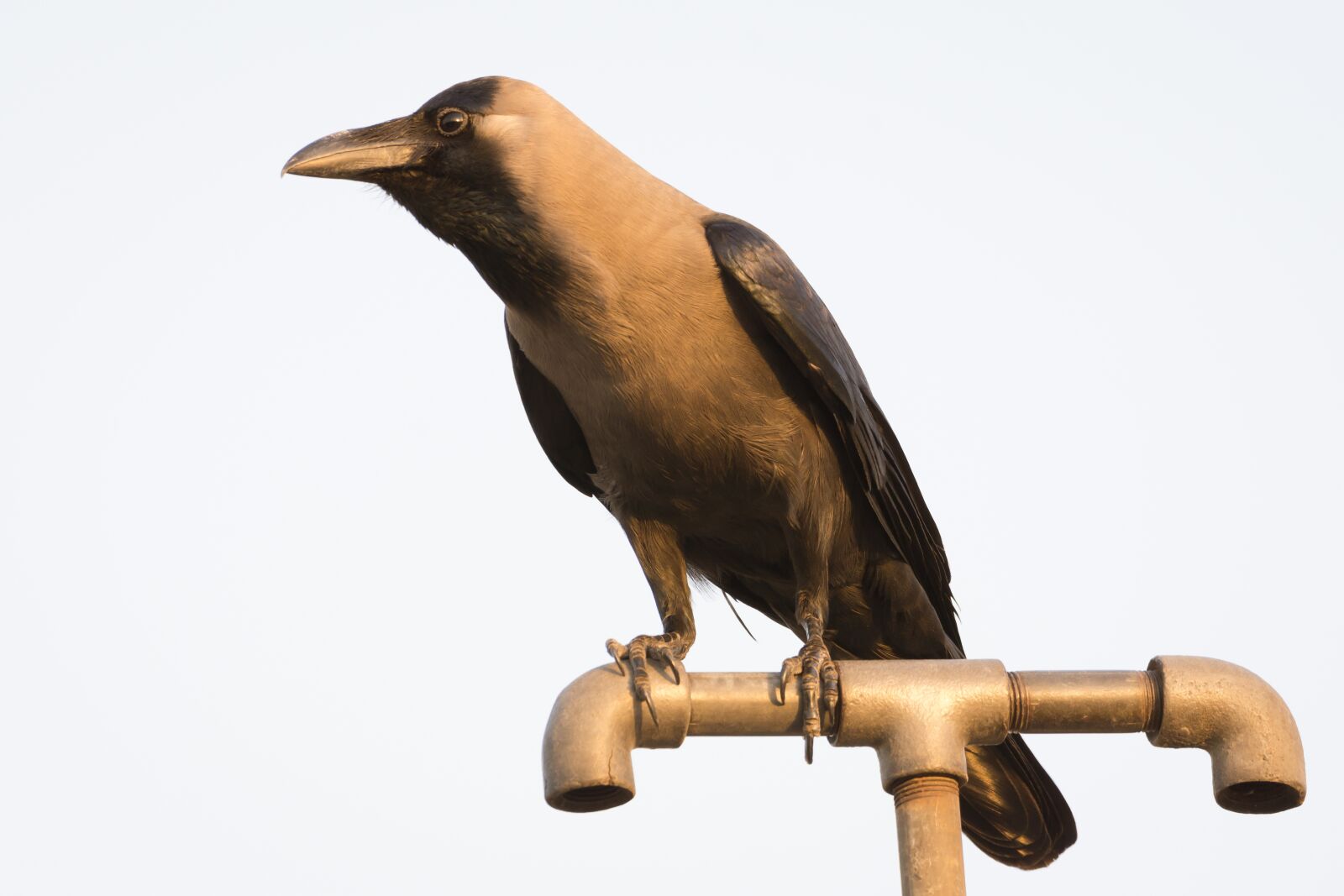 Nikon D7200 sample photo. Crow, black, nature photography