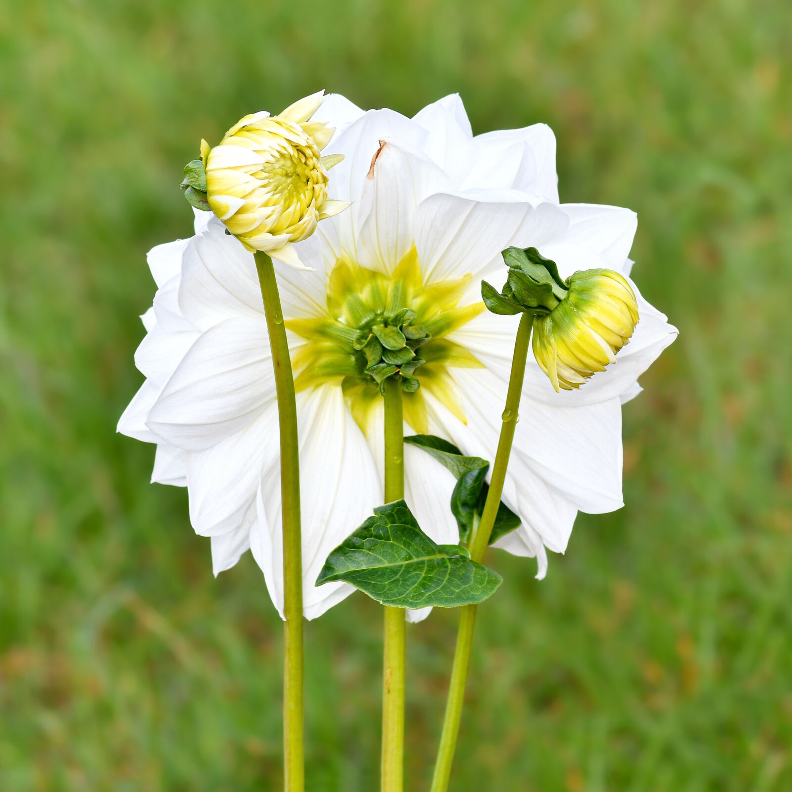 Nikon D500 sample photo. Dahlia, flower, white photography