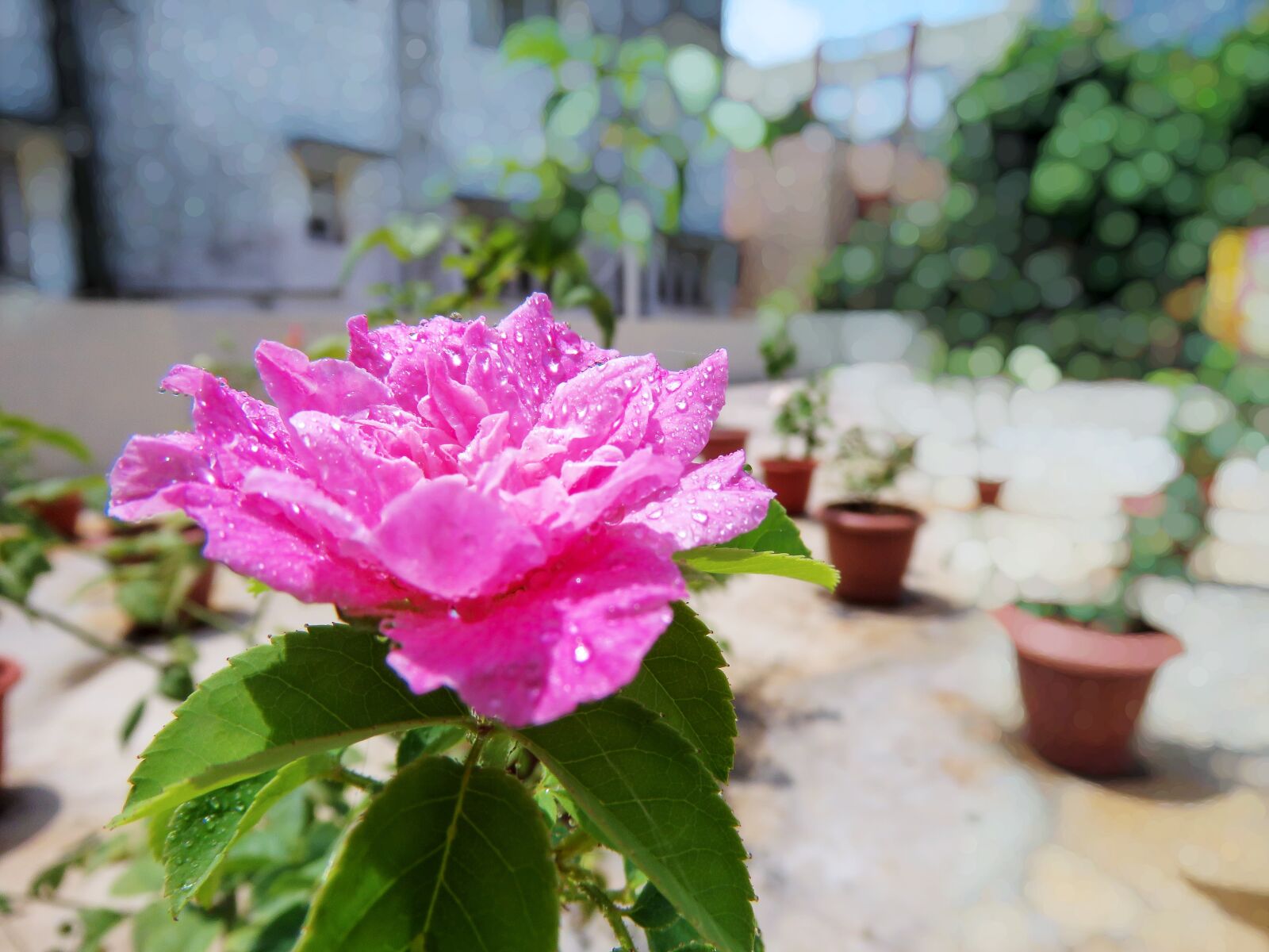 Canon PowerShot SX60 HS sample photo. Roof garden, rose, garden photography