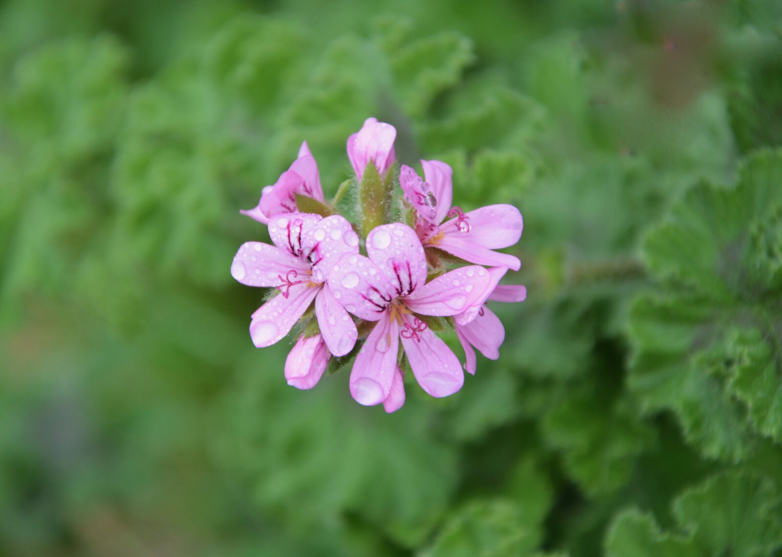 Nikon D5200 sample photo. Pink flower, flower geranium photography