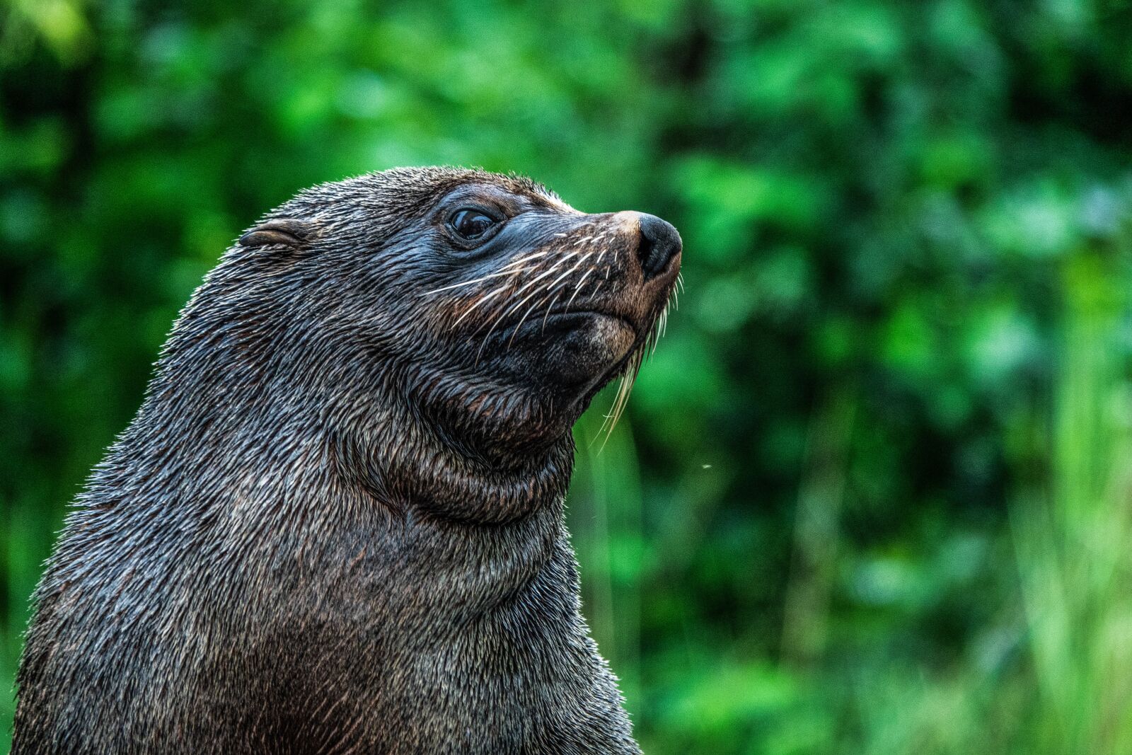 Sony Cyber-shot DSC-RX10 III sample photo. Seal, zoo, robbe photography