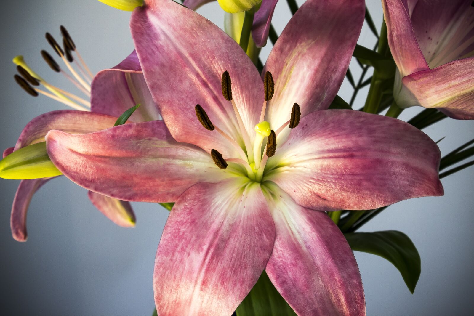 Canon EOS 1300D (EOS Rebel T6 / EOS Kiss X80) sample photo. Lily, lilium, flower photography