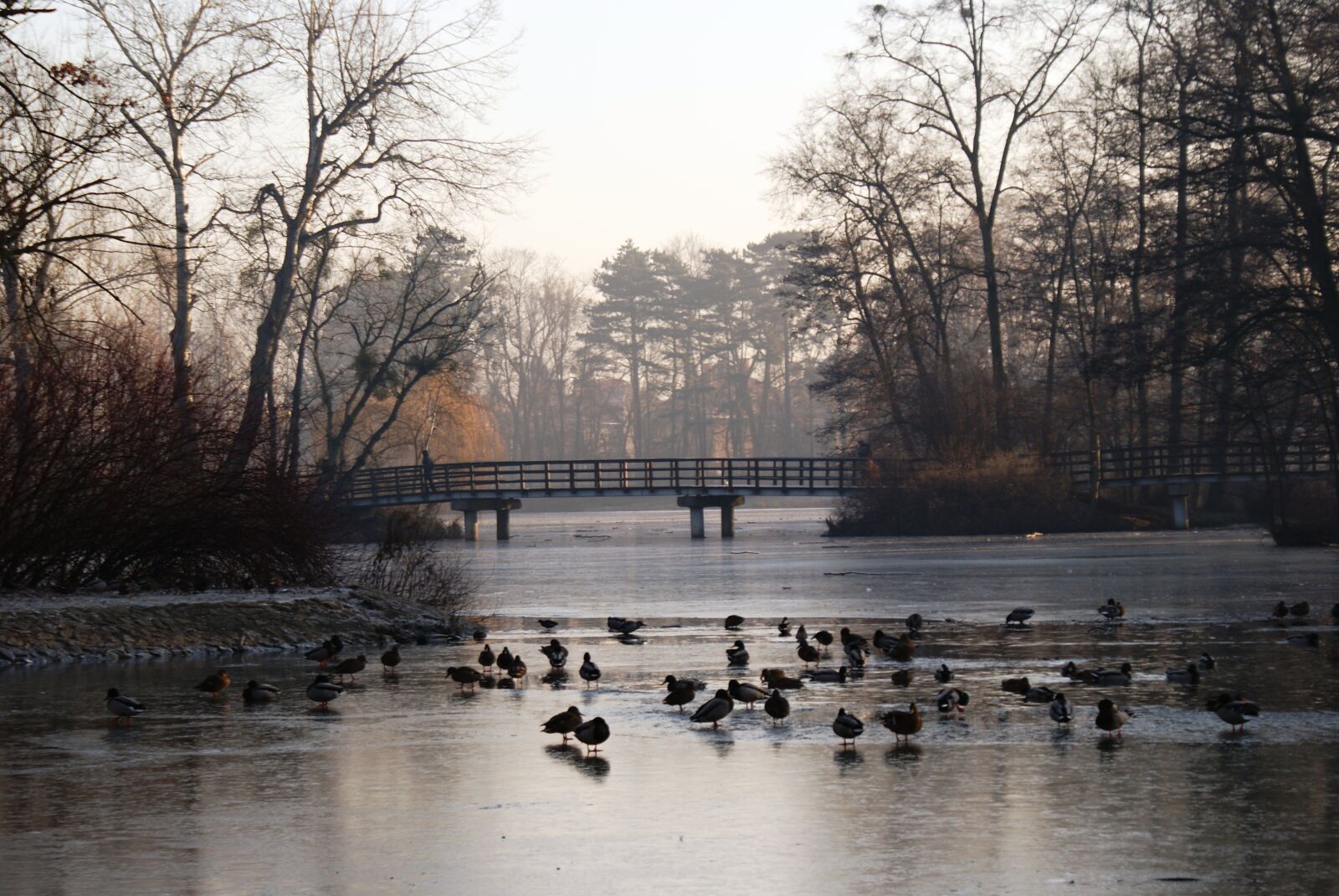 Sony Alpha DSLR-A200 sample photo. Park, ducks, pond photography