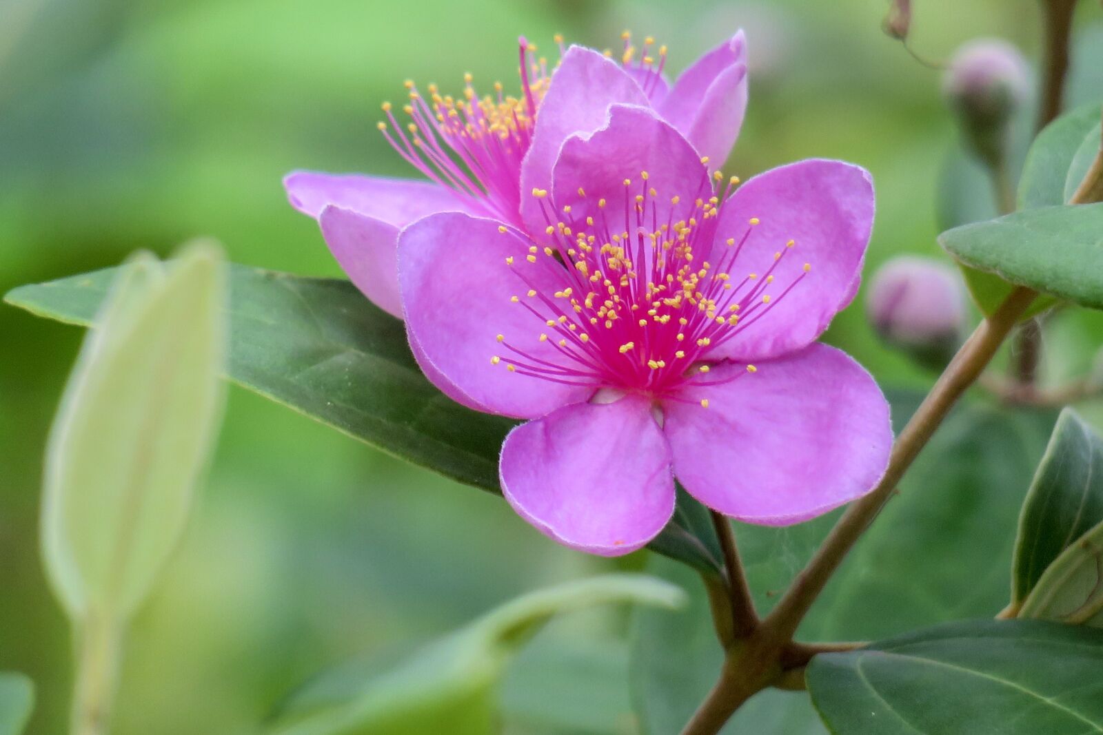 Canon PowerShot G3 X sample photo. Mountain nim flowers, flower photography