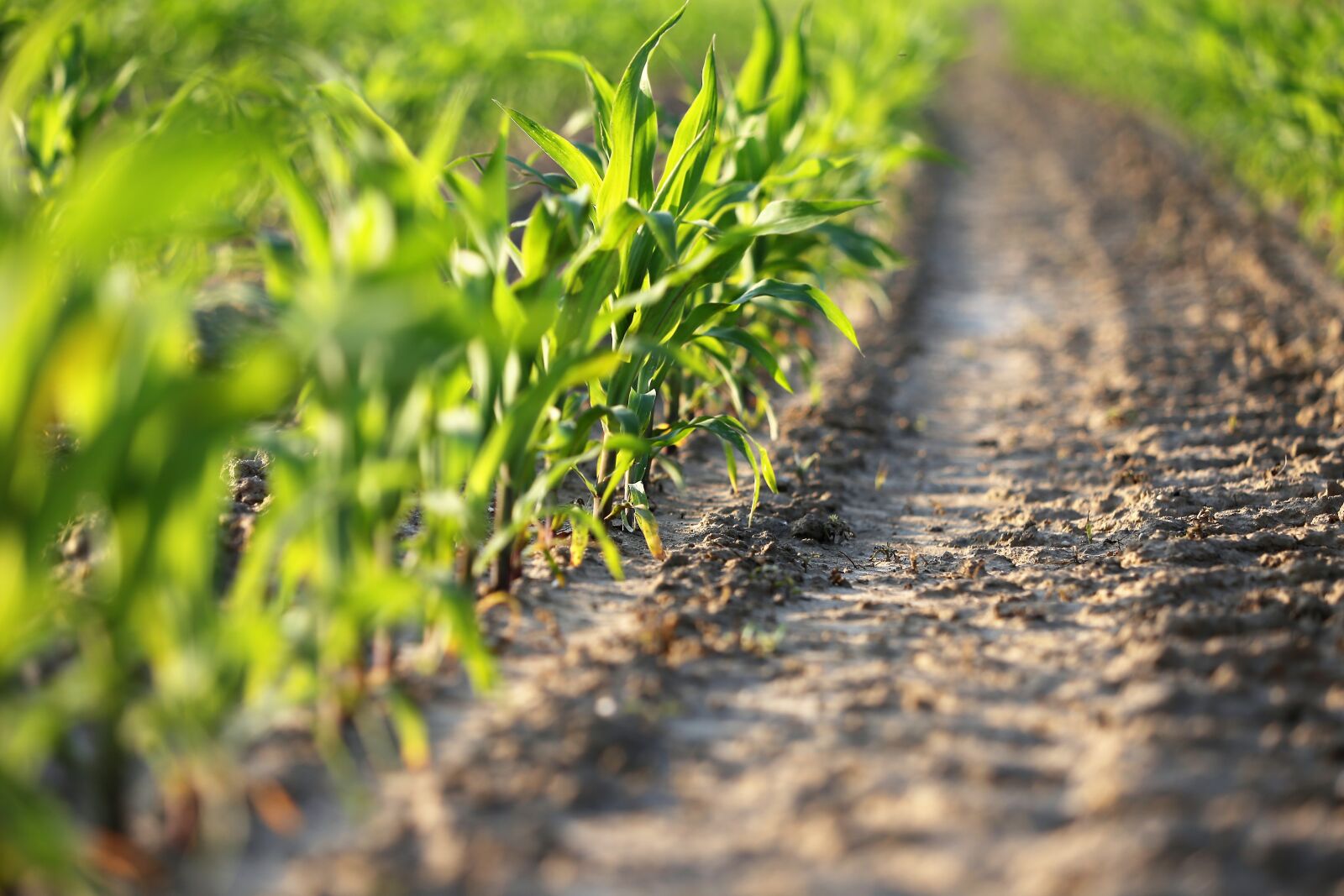 Canon EF 70-300 F4-5.6 IS II USM sample photo. Agriculture, young corn, rows photography