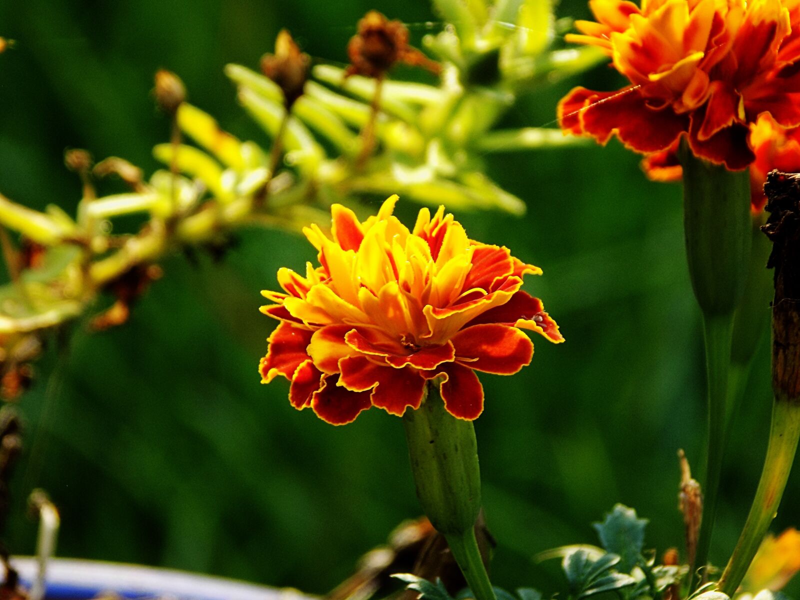 Nikon COOLPIX L340 sample photo. Marigold, flower, bloom photography