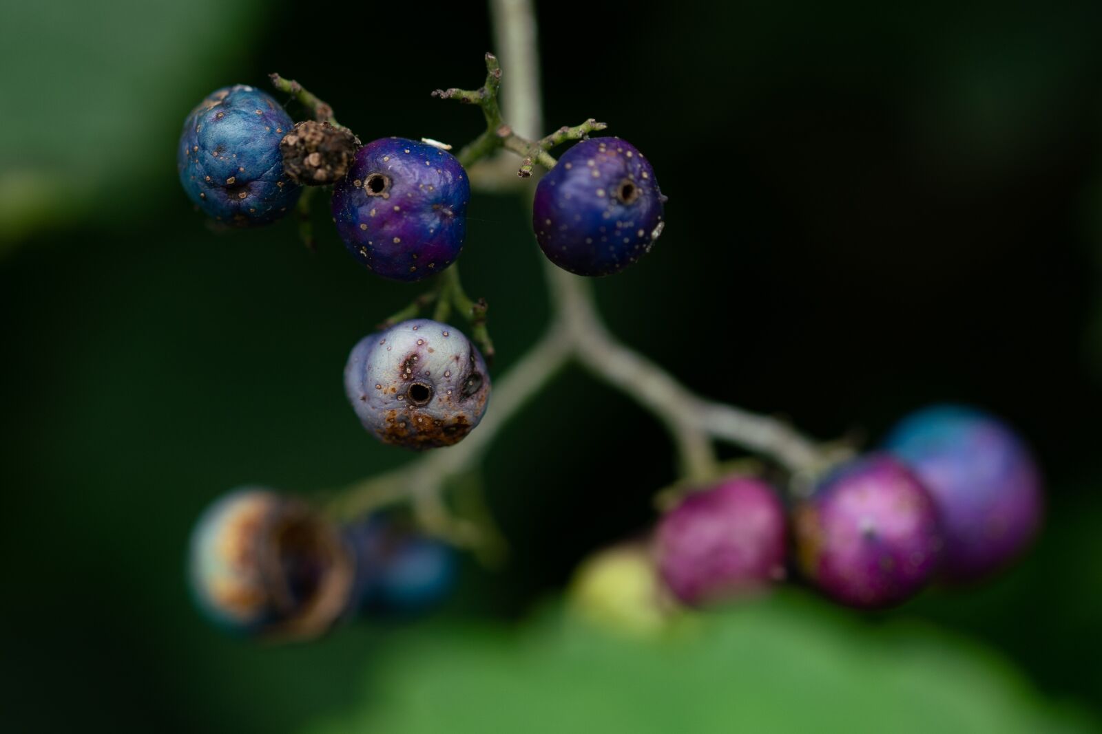 105mm F2.8 sample photo. Monster, plants, tree photography