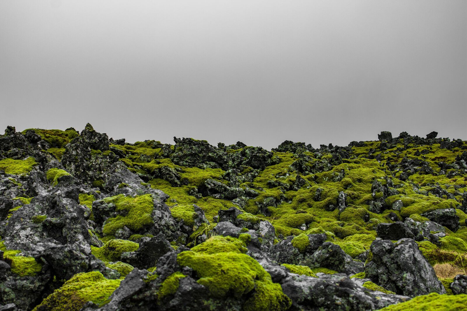 Canon EOS 70D sample photo. Iceland, moss, green photography