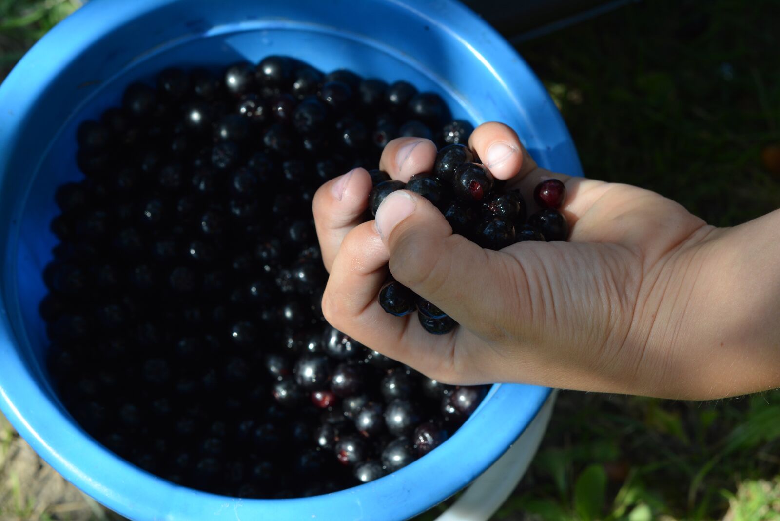 Nikon D5200 sample photo. Aronia, small fruit, hand photography