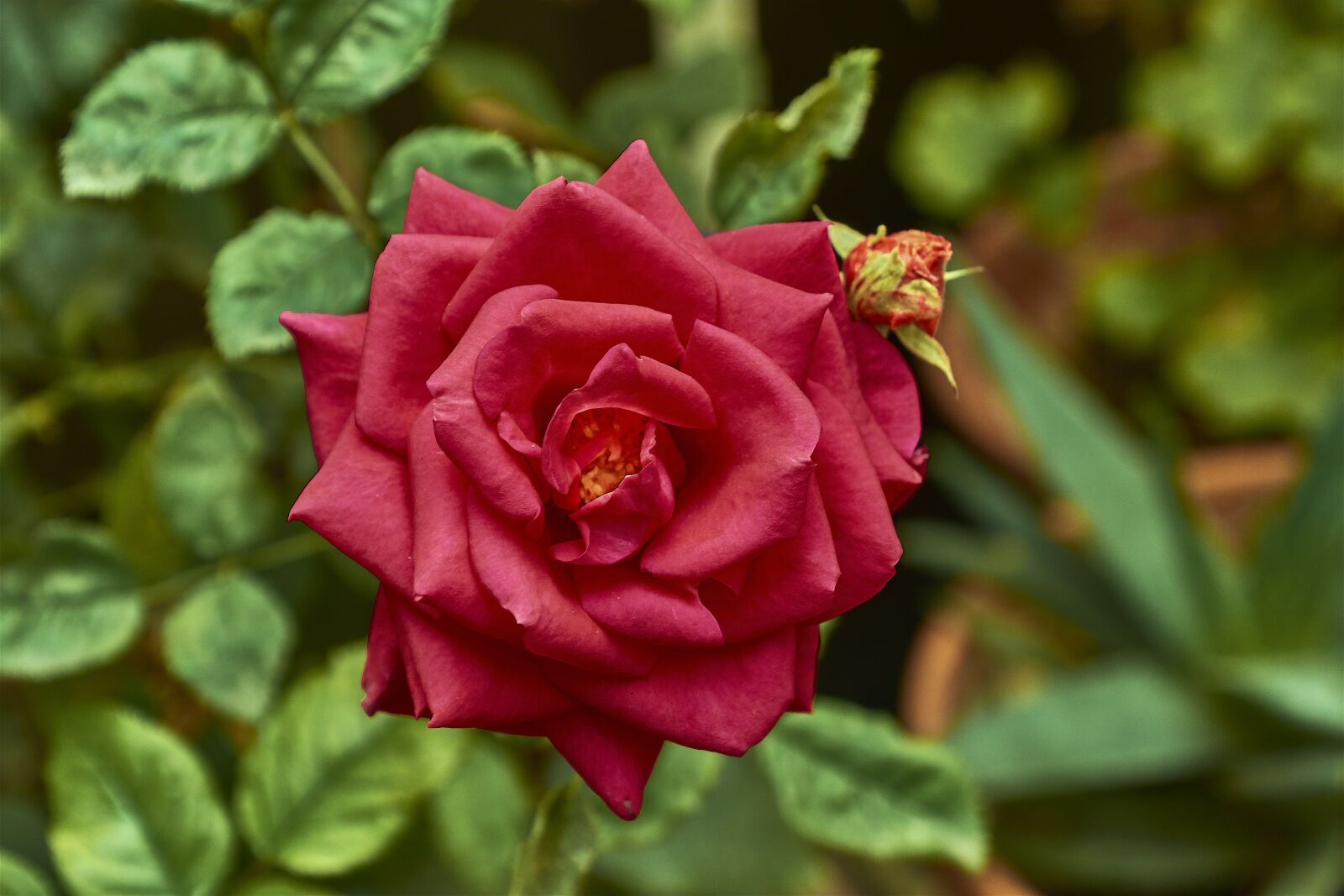 Nikon D7200 sample photo. Rosa, leaves, autumn photography