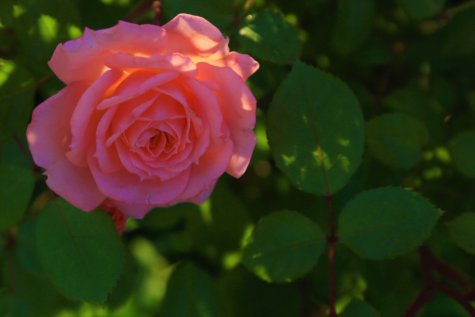 Canon EOS 5D Mark III sample photo. Rose, pink, beautiful photography