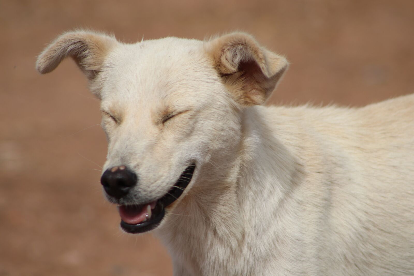 Canon EOS 80D sample photo. Smile, dog, happy photography