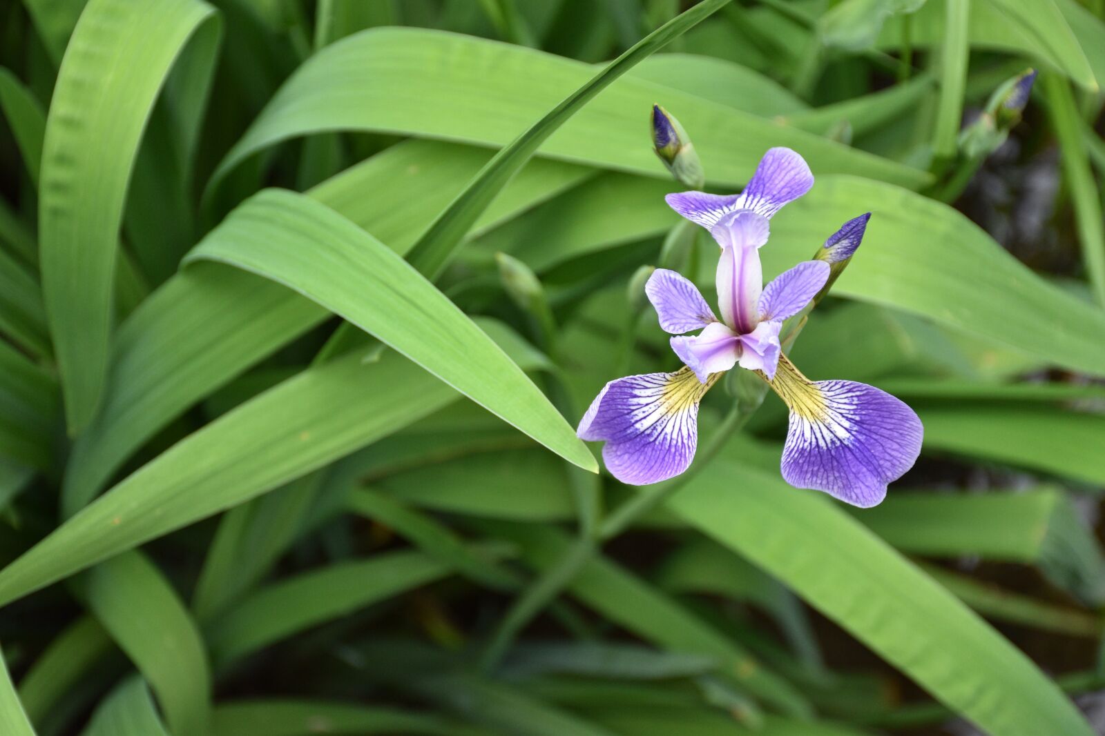 Nikon D5600 sample photo. Flower, iris, bloom photography