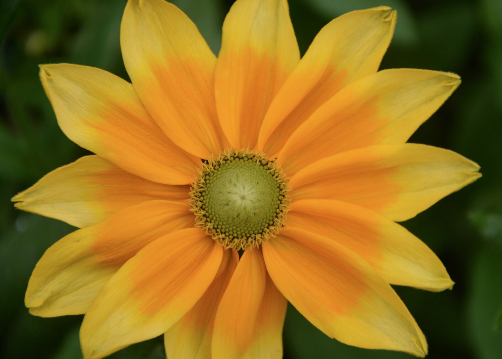 Nikon D5200 sample photo. Flowers, yellow orange, summer photography
