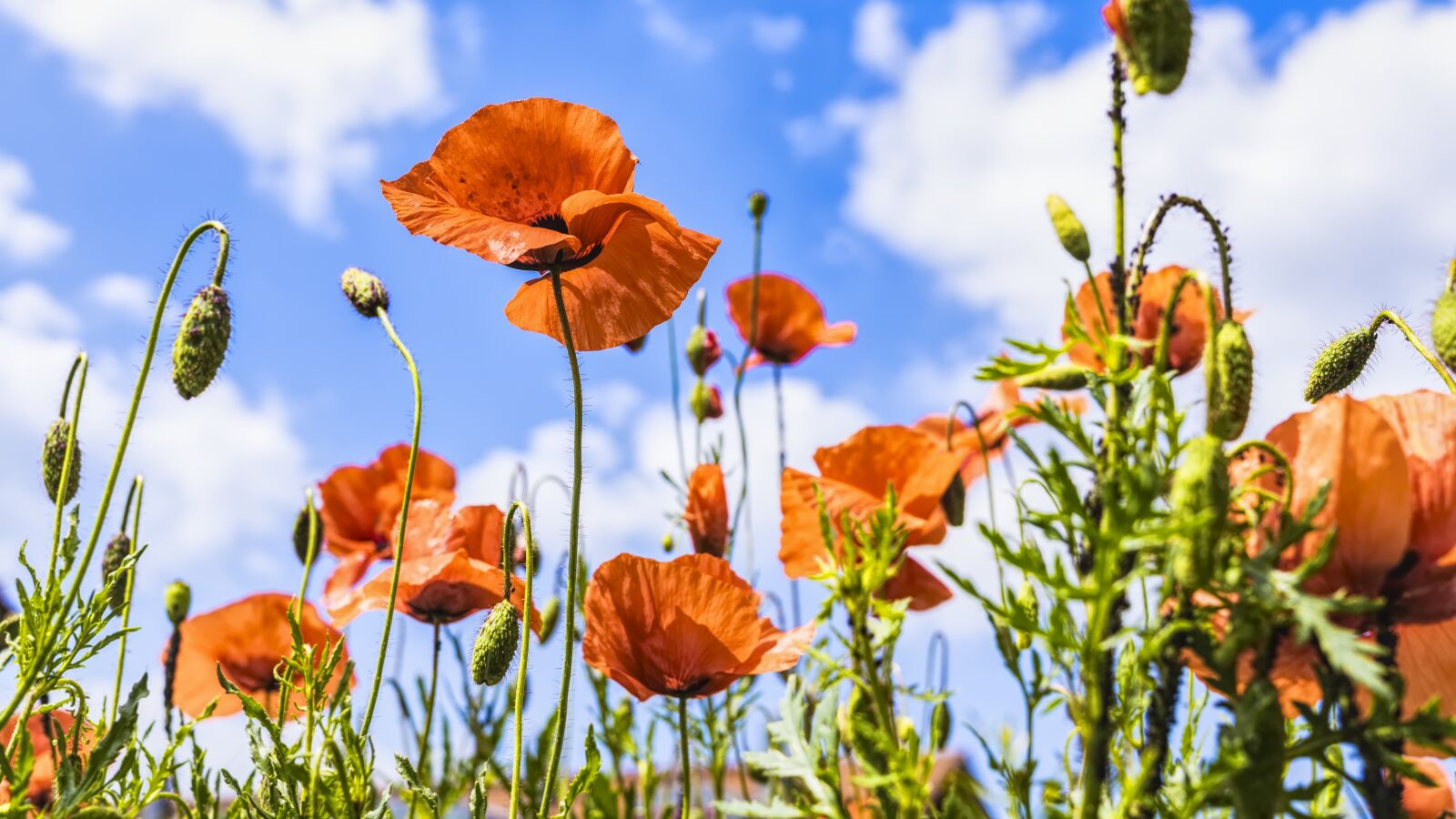 Sony a6300 + Sigma 30mm F2.8 EX DN sample photo. Poppies, meadow, summer photography