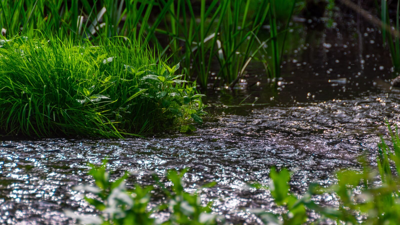 Nikon D5600 sample photo. River, plants, water photography