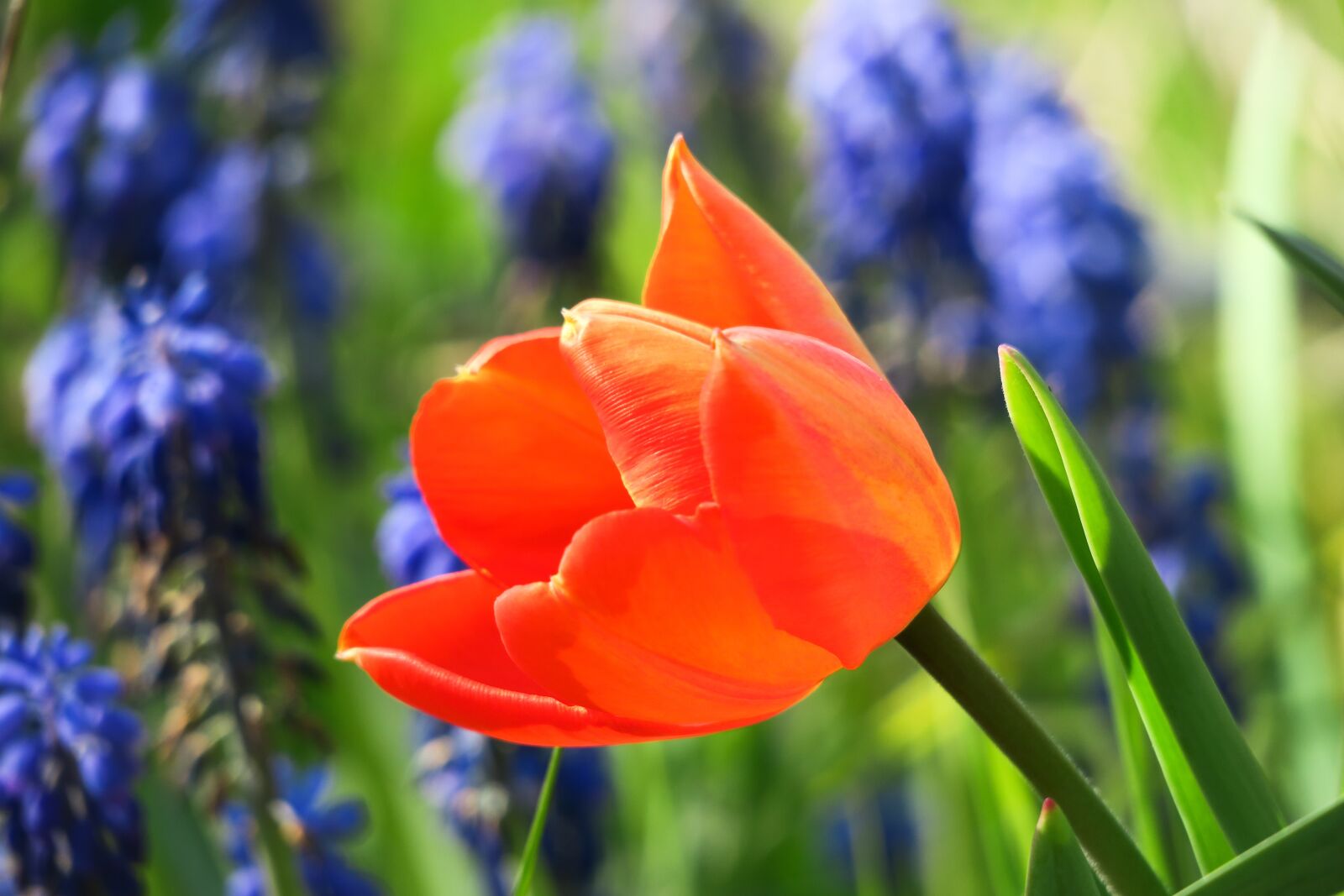 Canon PowerShot G3 X sample photo. Tulip, muscari, blossom photography