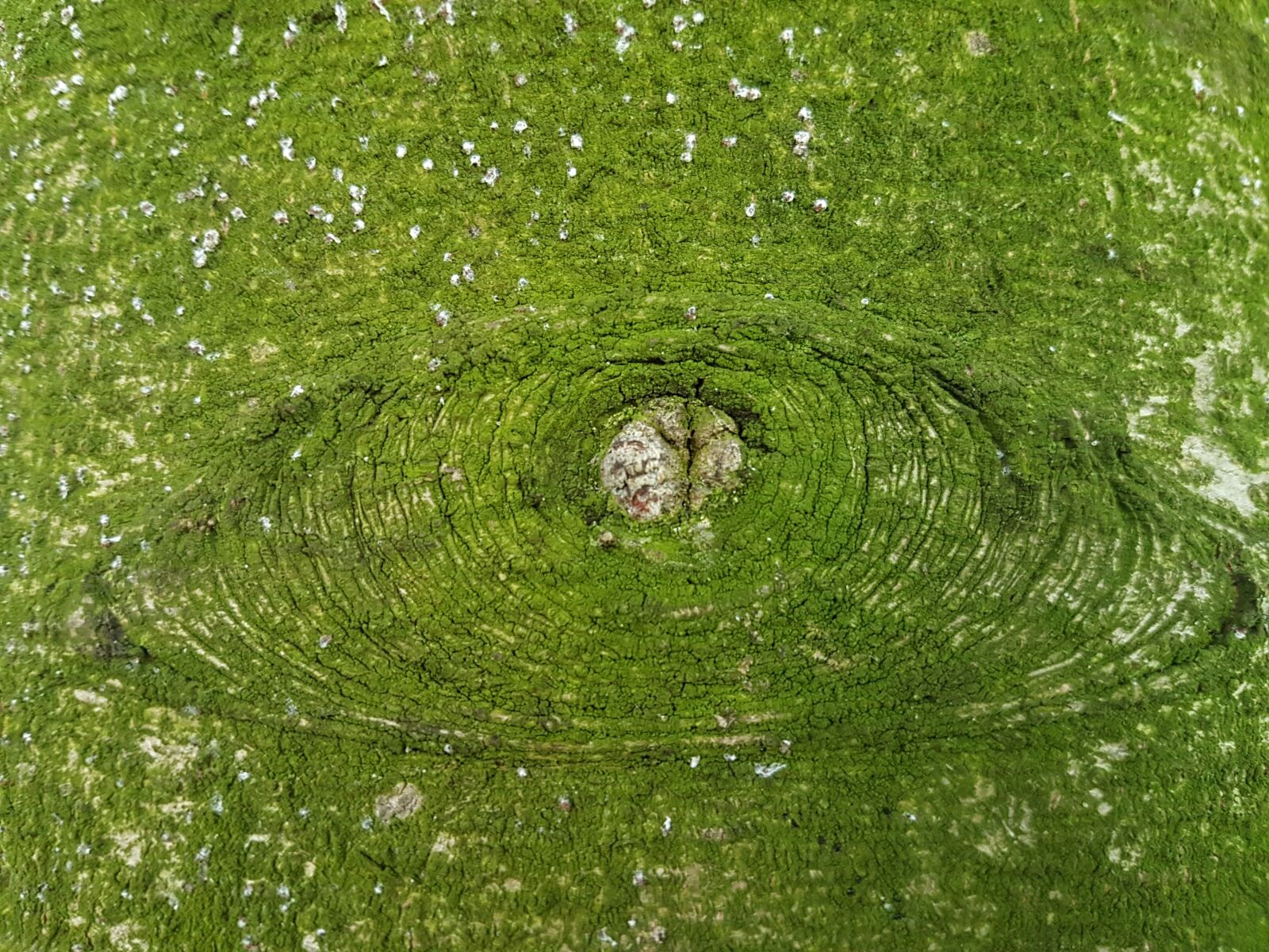Samsung Galaxy S7 sample photo. The background, green, trunk photography