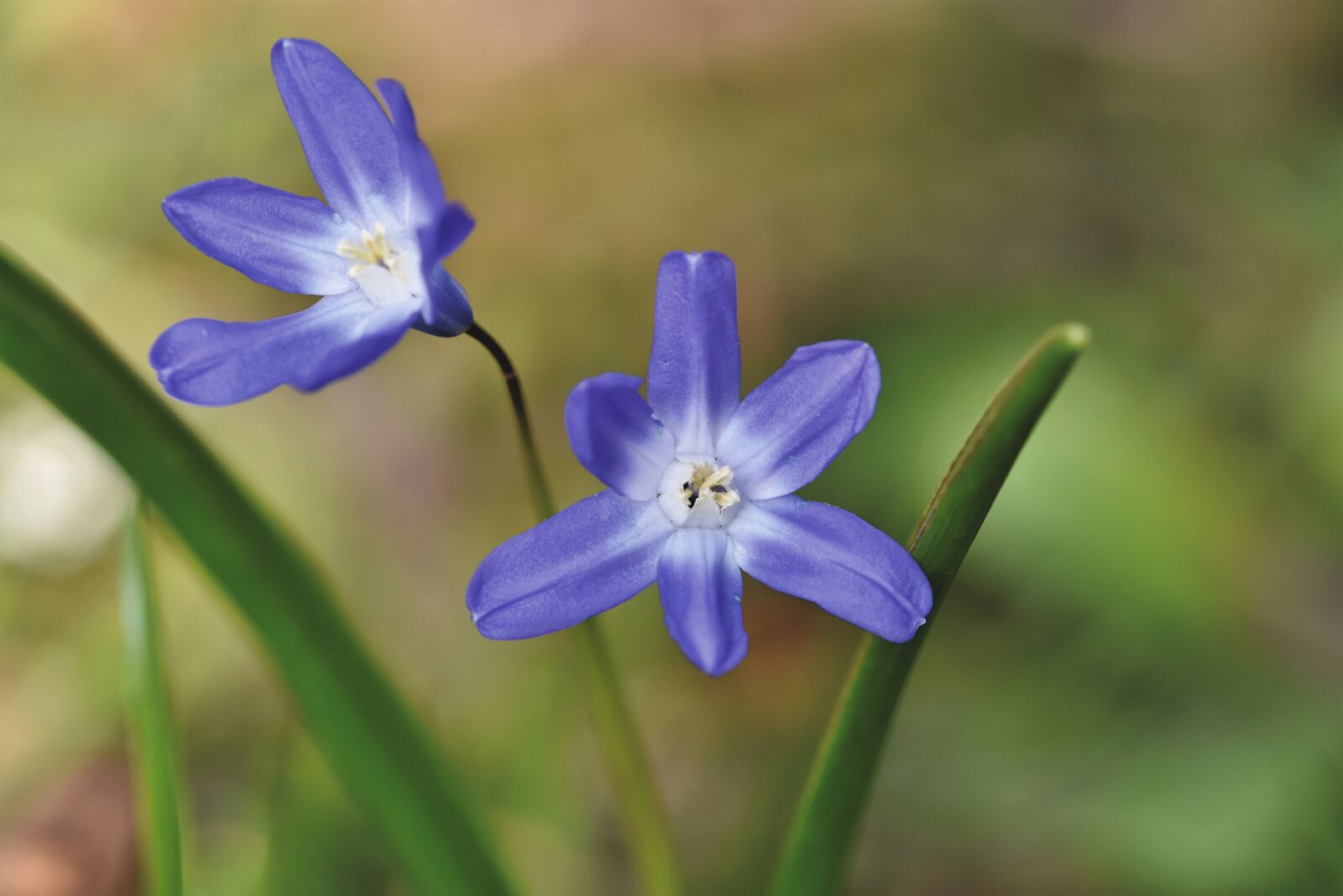 Nikon D7200 sample photo. Blue star, scilla, spring photography