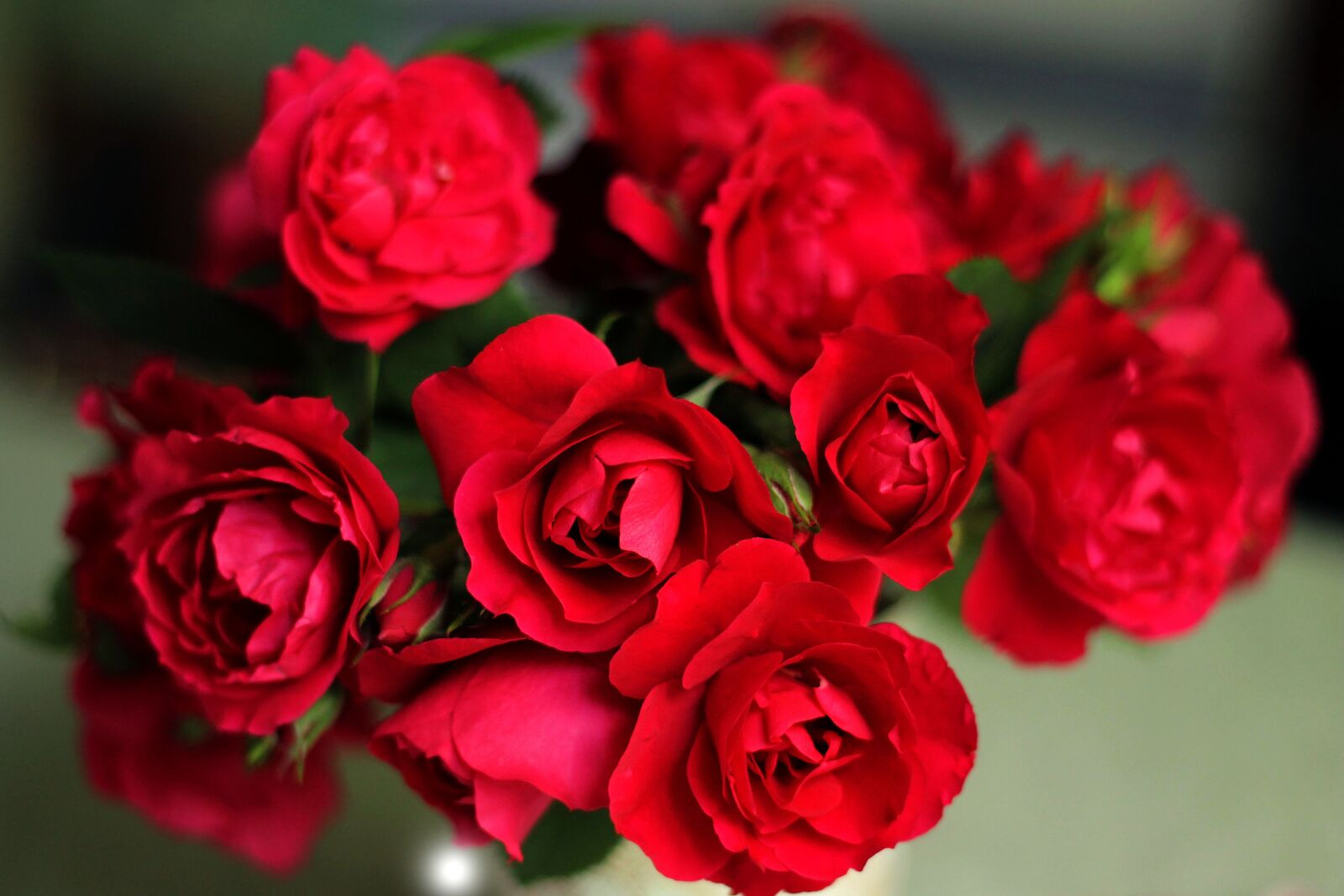 Canon EOS 1100D (EOS Rebel T3 / EOS Kiss X50) + Canon EF 50mm F1.8 II sample photo. Roses, red roses, nature photography