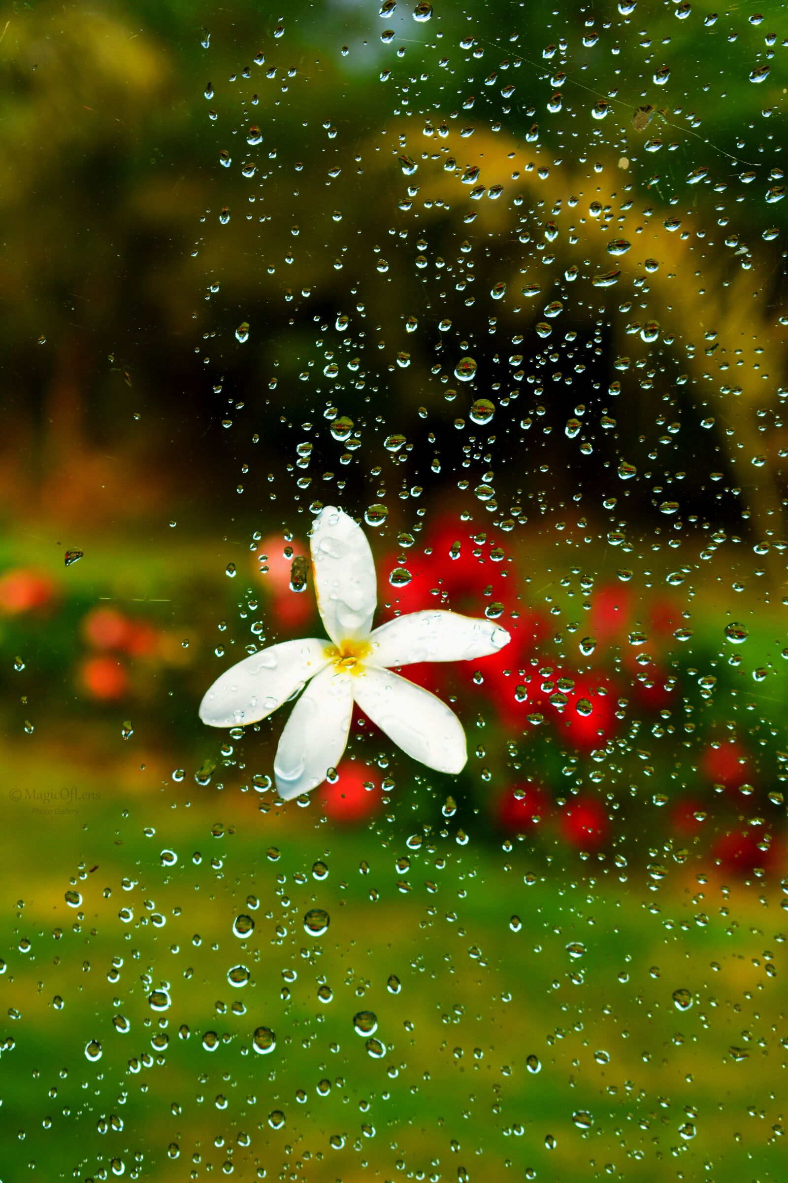 Nikon D3400 sample photo. Flower, nature, garden photography